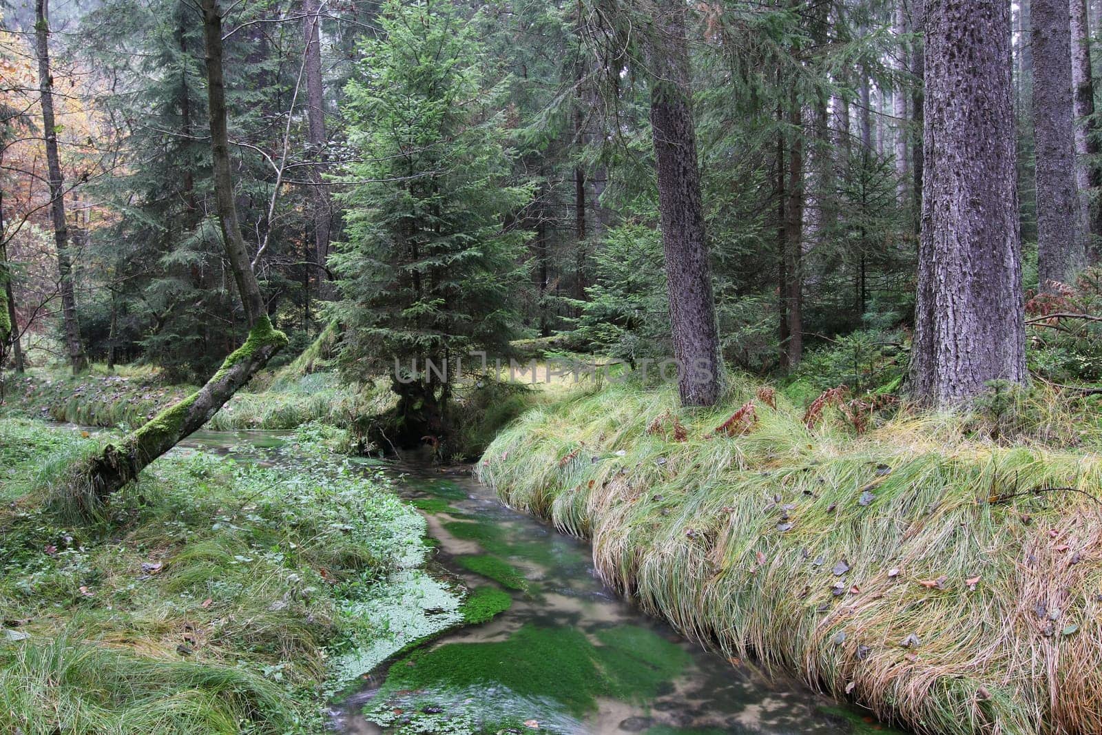 Forest stream in autumn forest