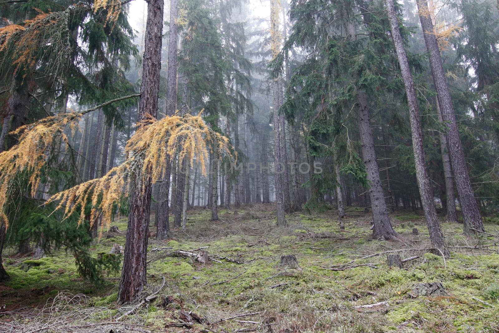 Image of the autumn soniferous forest - Slavkov Forest, Carlsbad Highlands, Czech republic