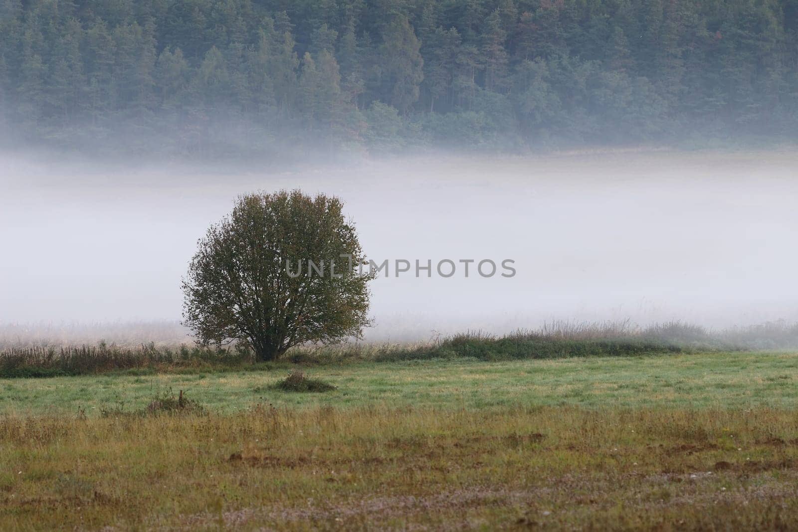 Lonely tree in the wisps of fog