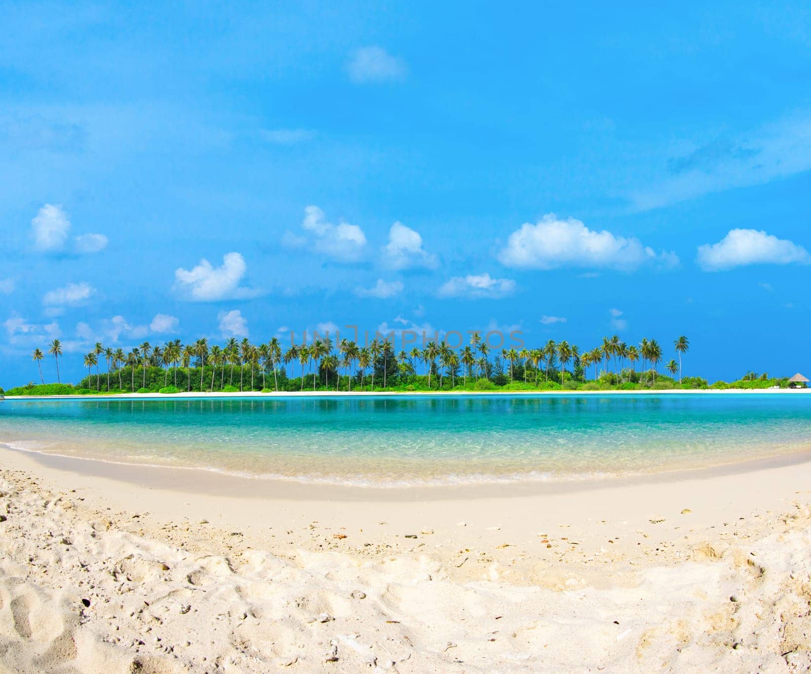 tropical beach in Maldives with few palm trees and blue lagoon