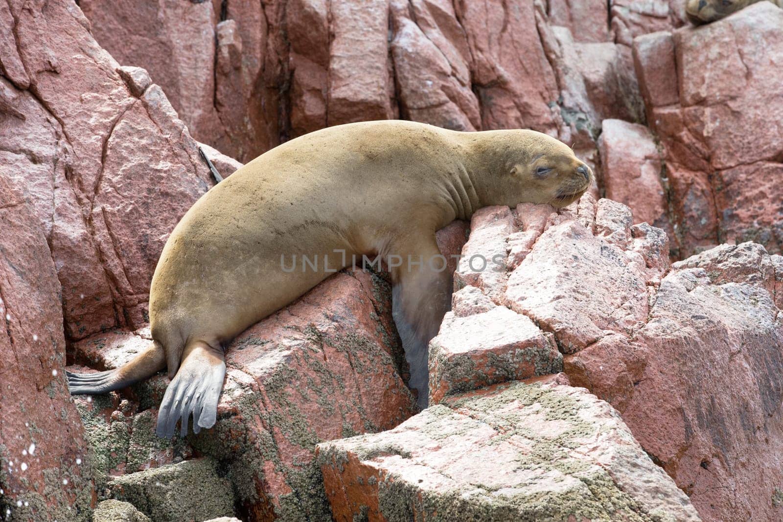 Sea lions fighting for a rock in the peruvian coast at Ballestas islands Peru..