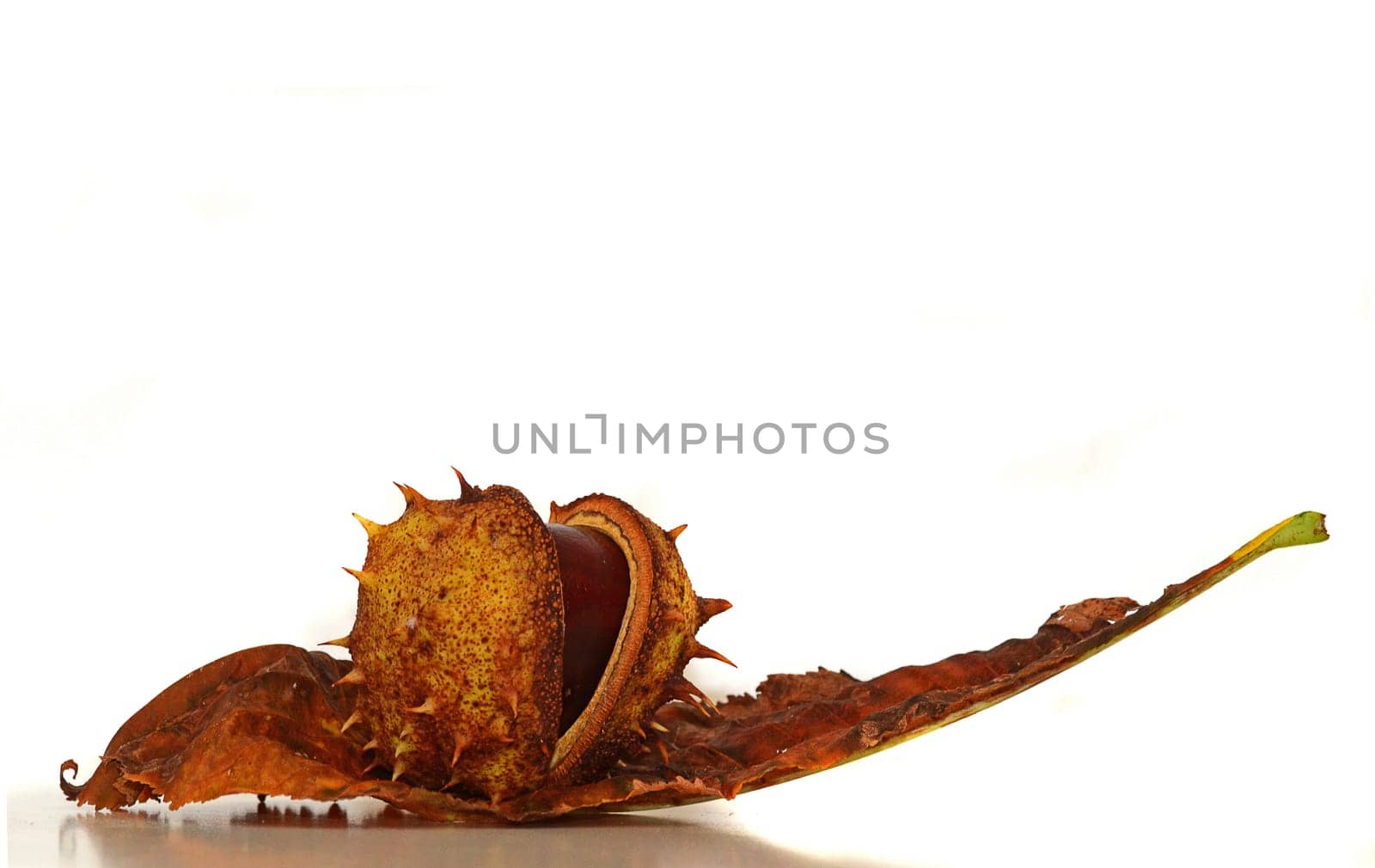 Chestnut with chestnut leaf