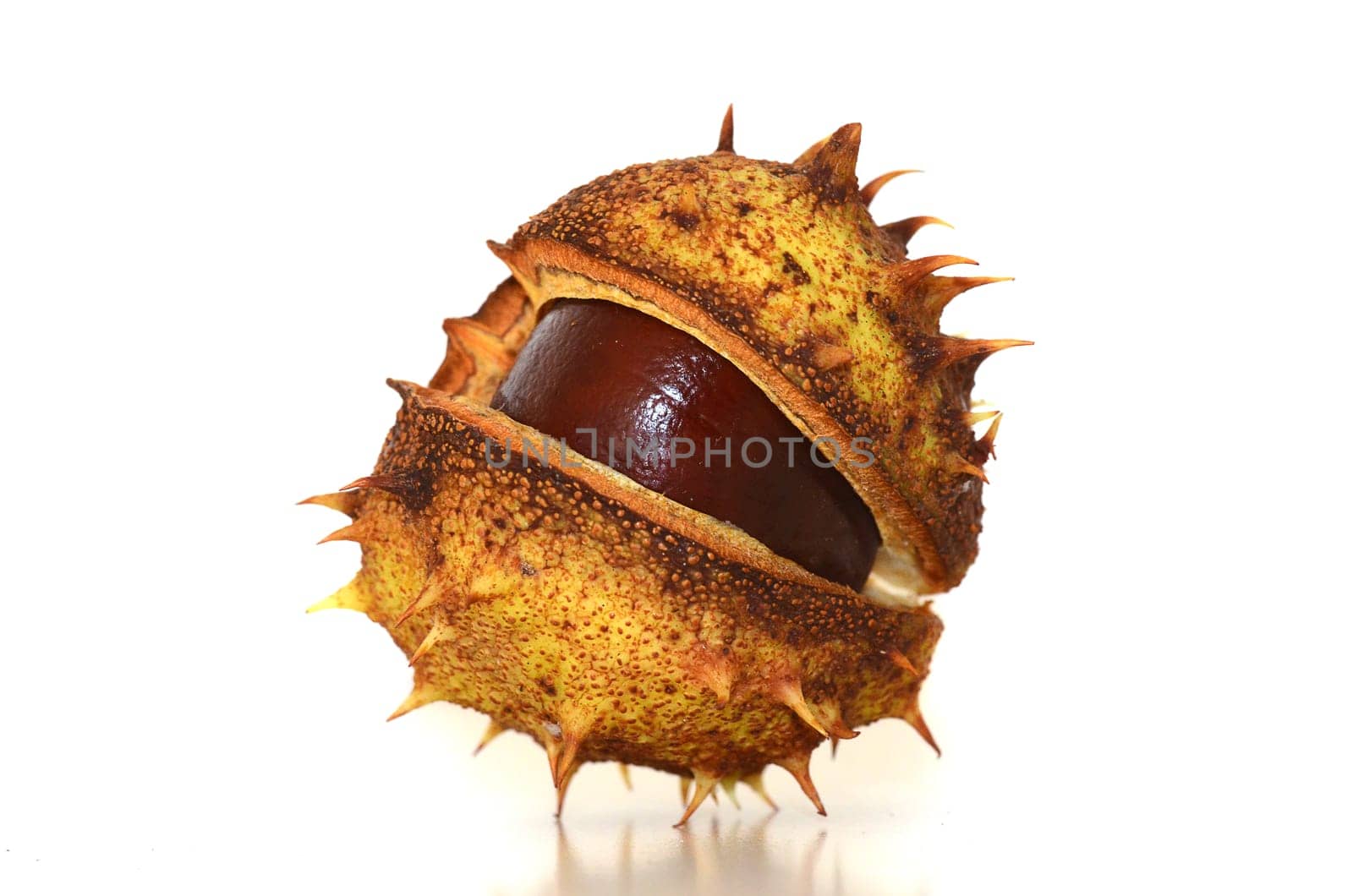 chestnut