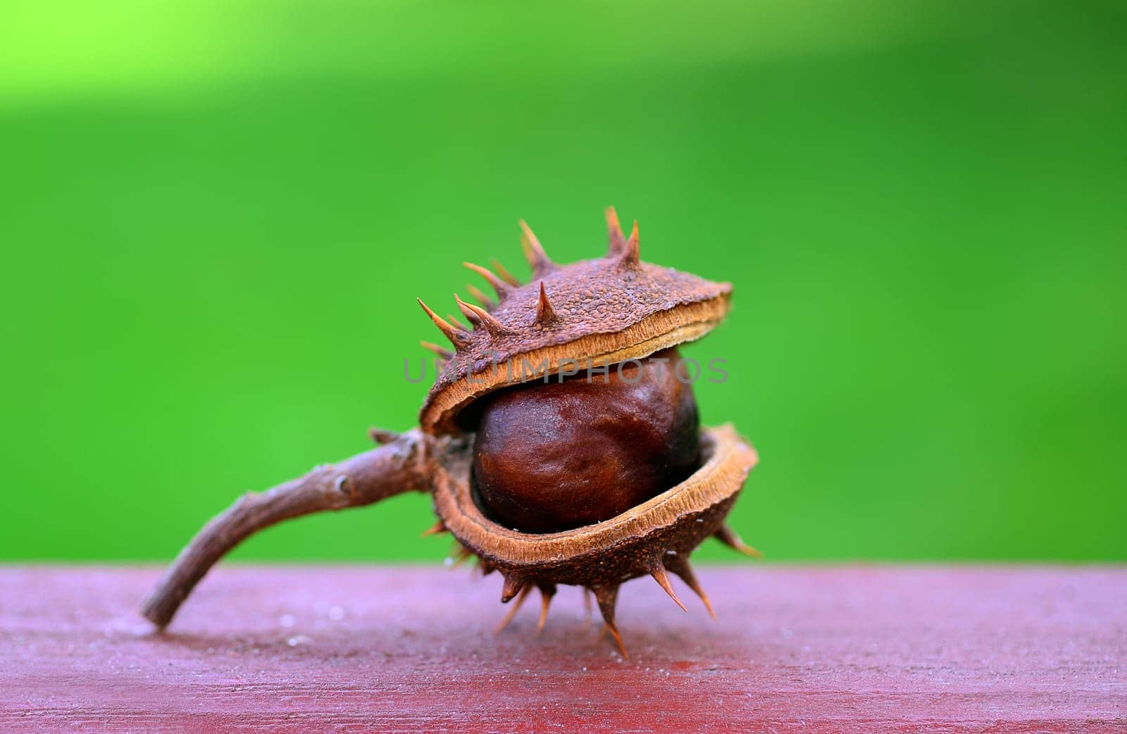 chestnut