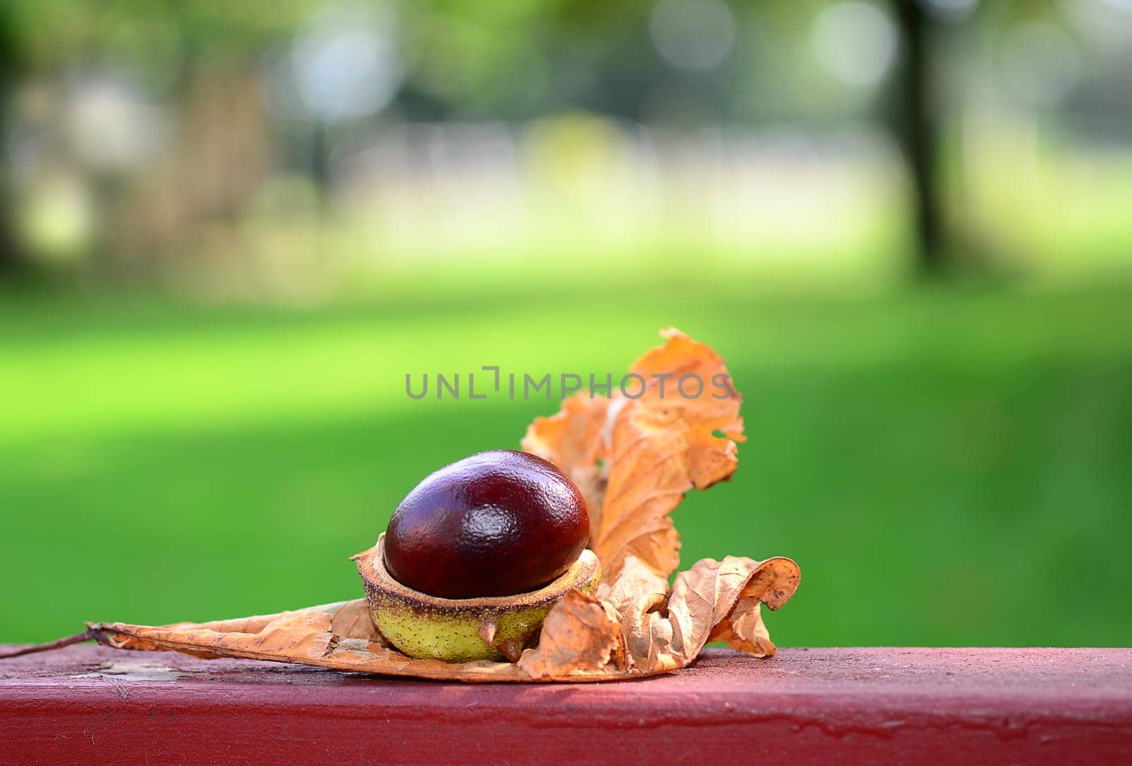 chestnut