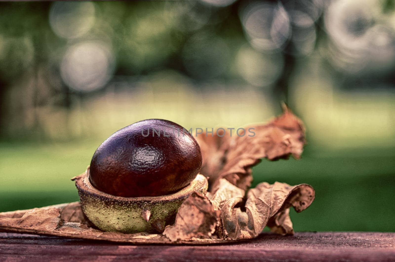 chestnut