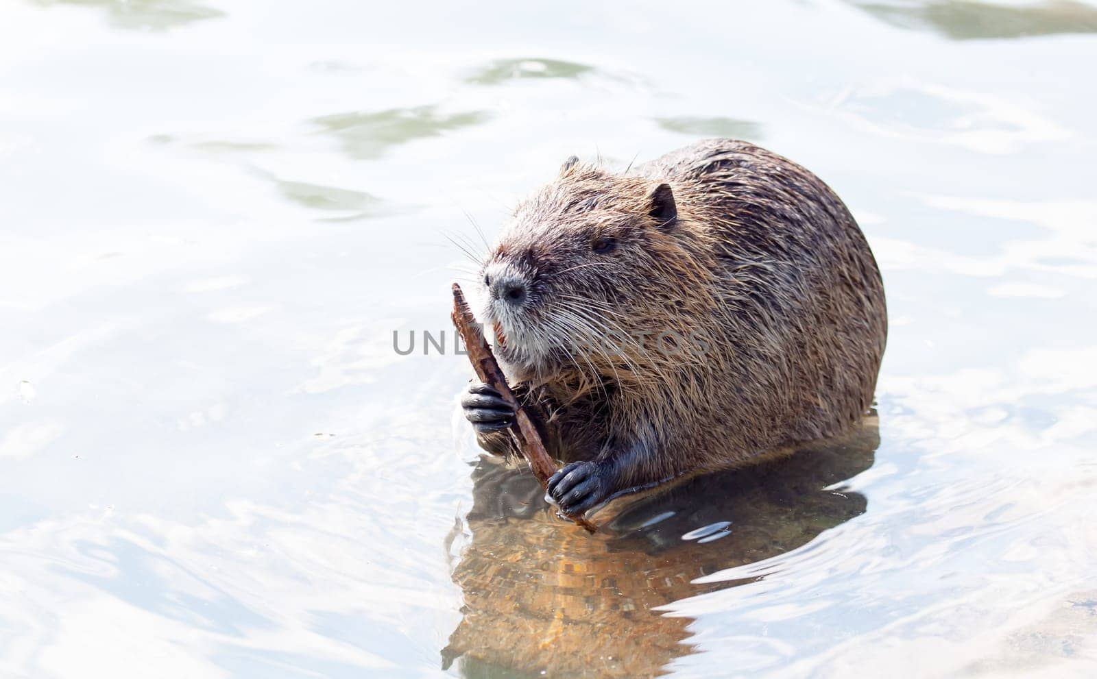 A nutria eating aquatic plants