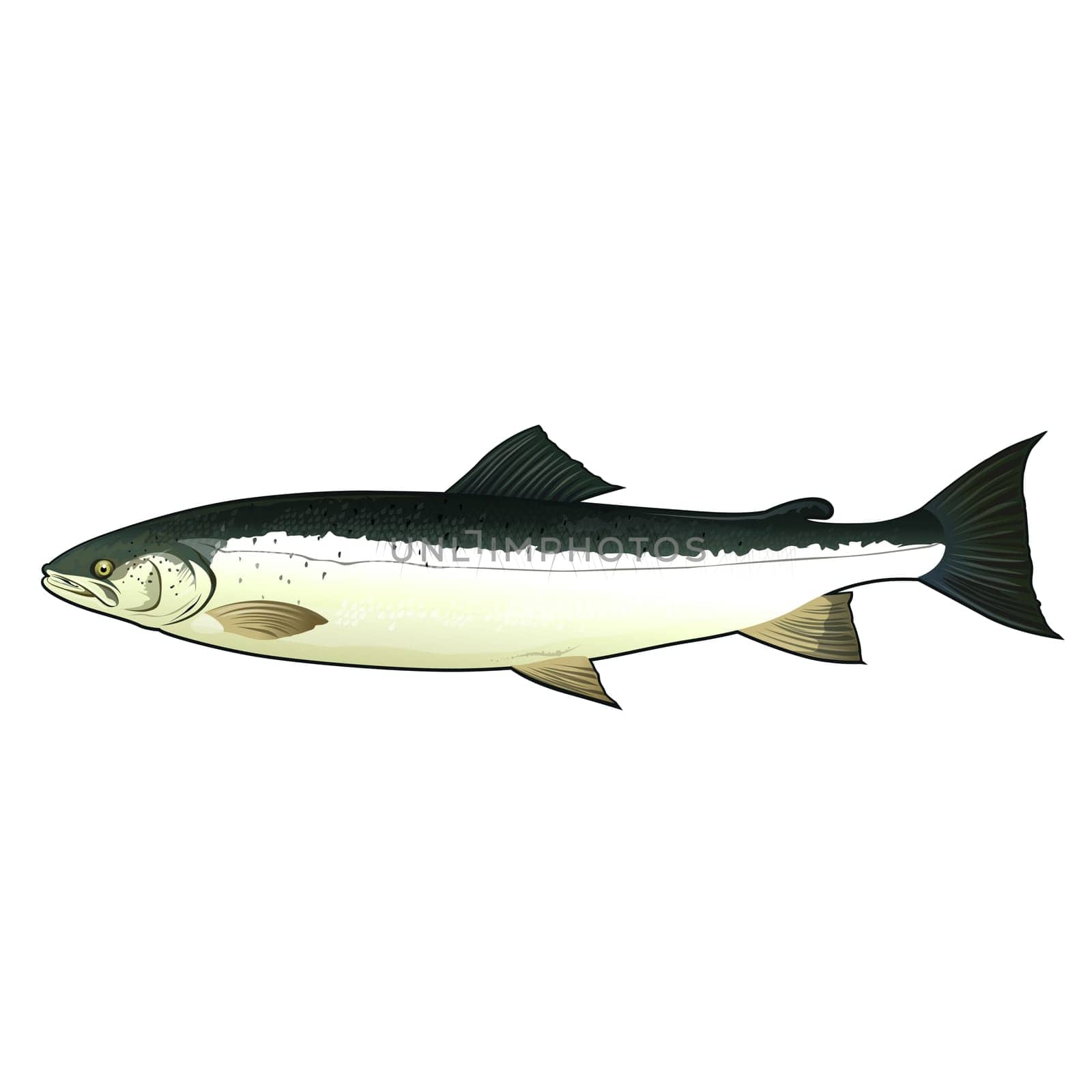 Seafood, isolated raster illustration on white background