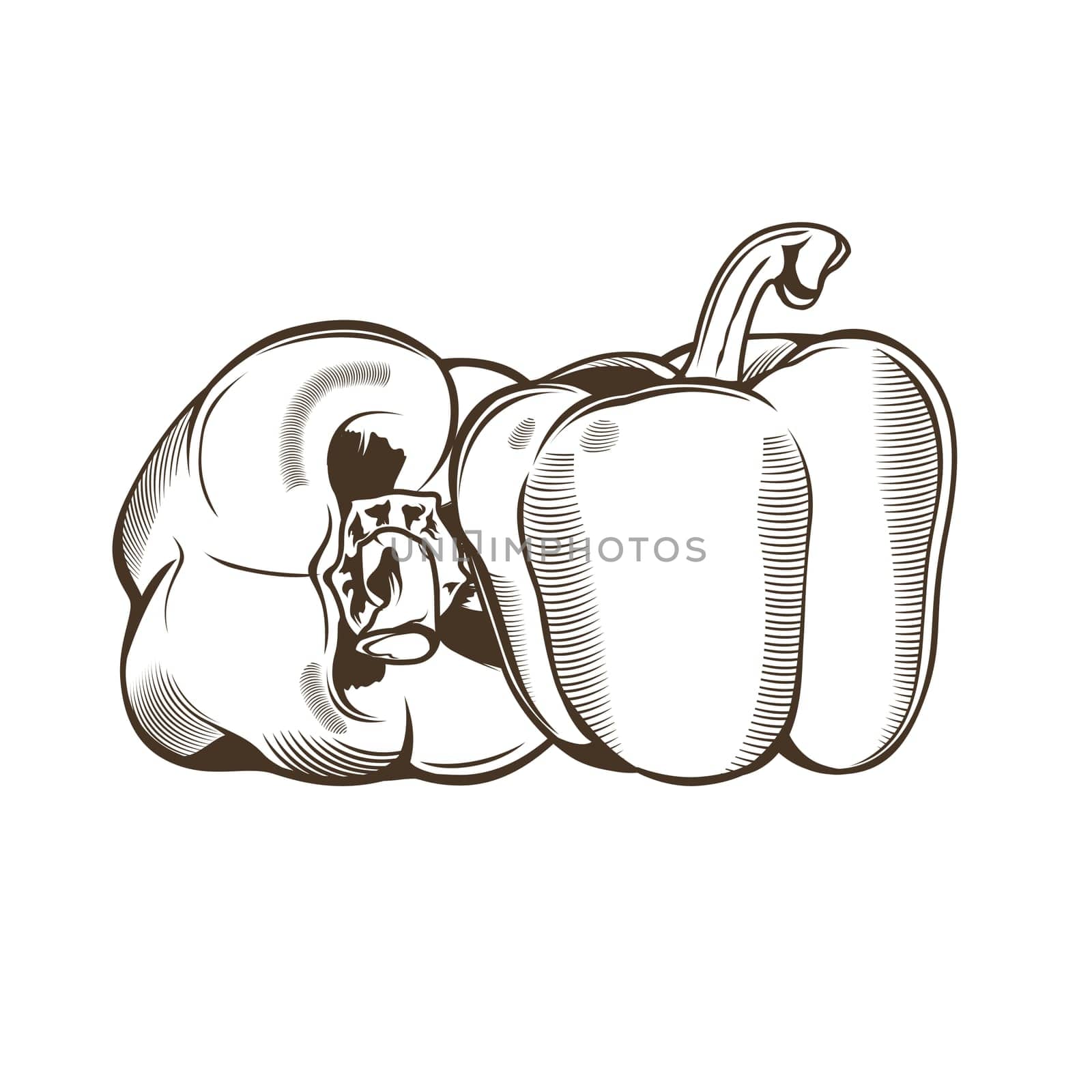 Bell-peppers in vintage style. Line art illustration.