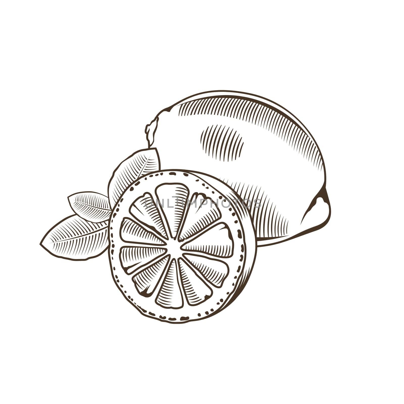 Lemon in vintage style. Line art illustration.