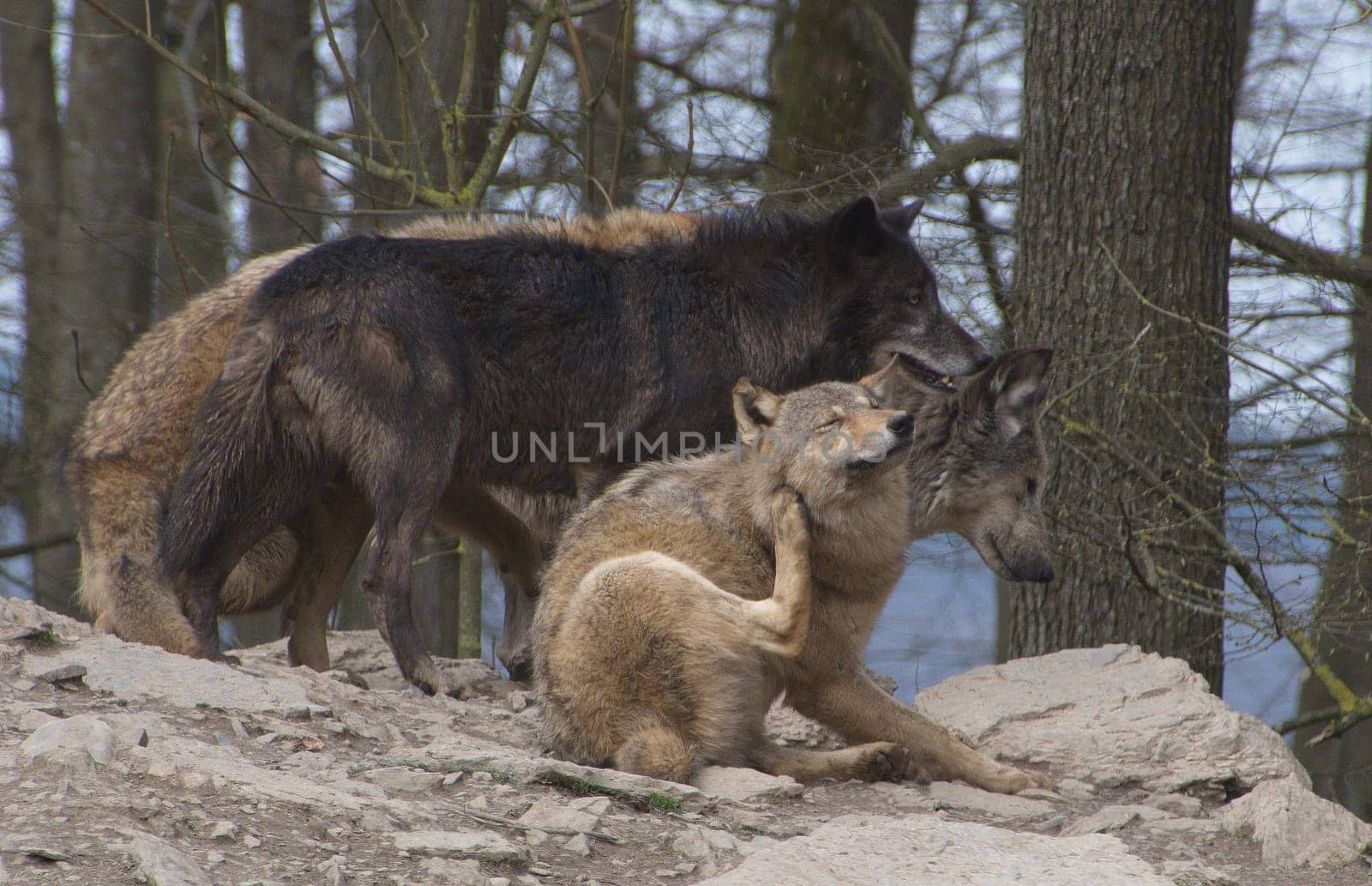 Timberwolf