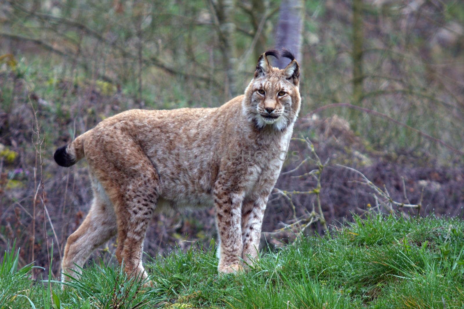 lynx