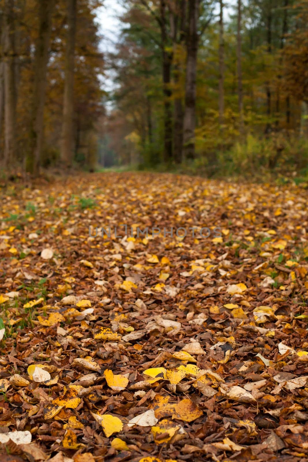 forest path
