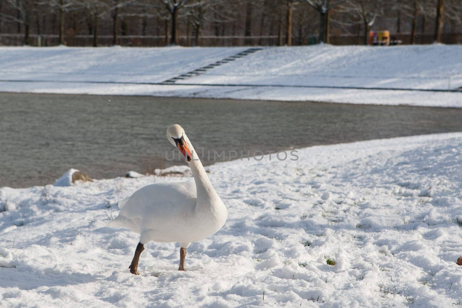 Swan in winter