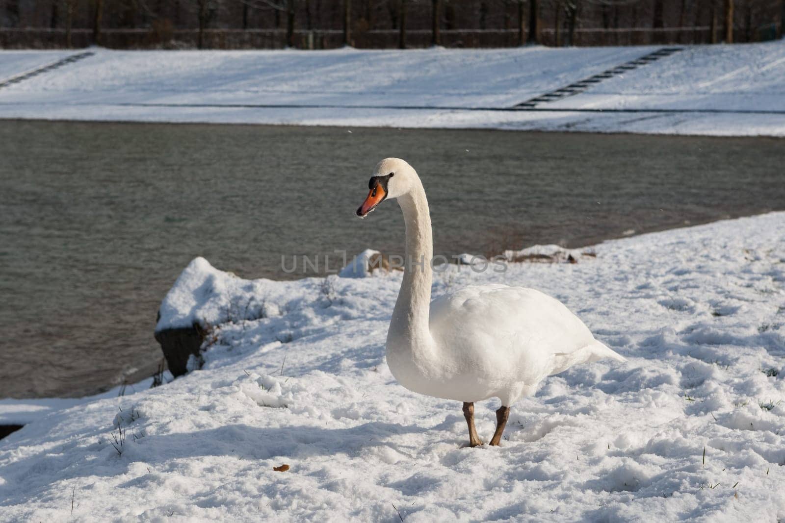 Swan in winter