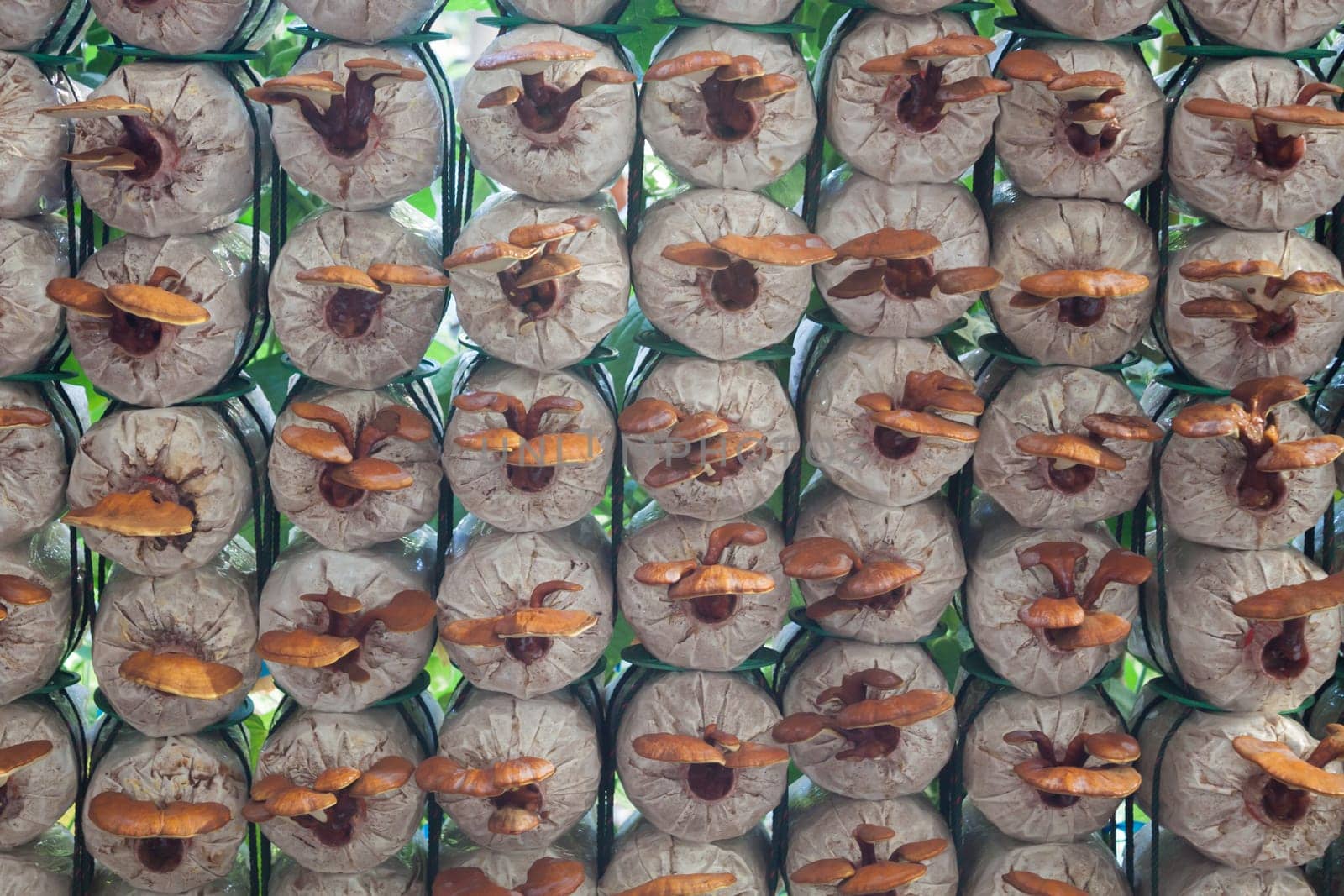 Fresh reishi mushroom for display, stock photo