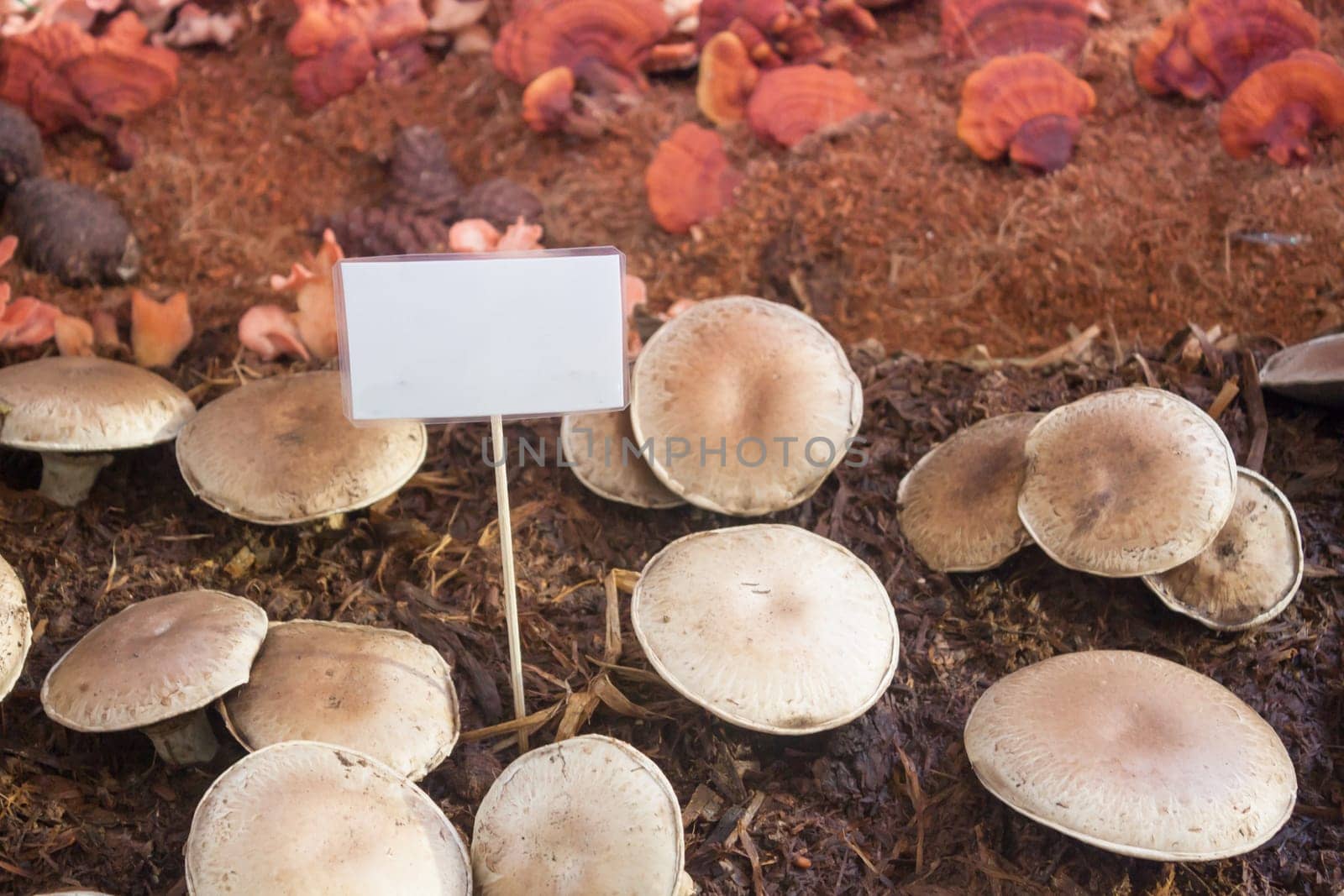 Fresh portobello mushrooms for display, stock photo