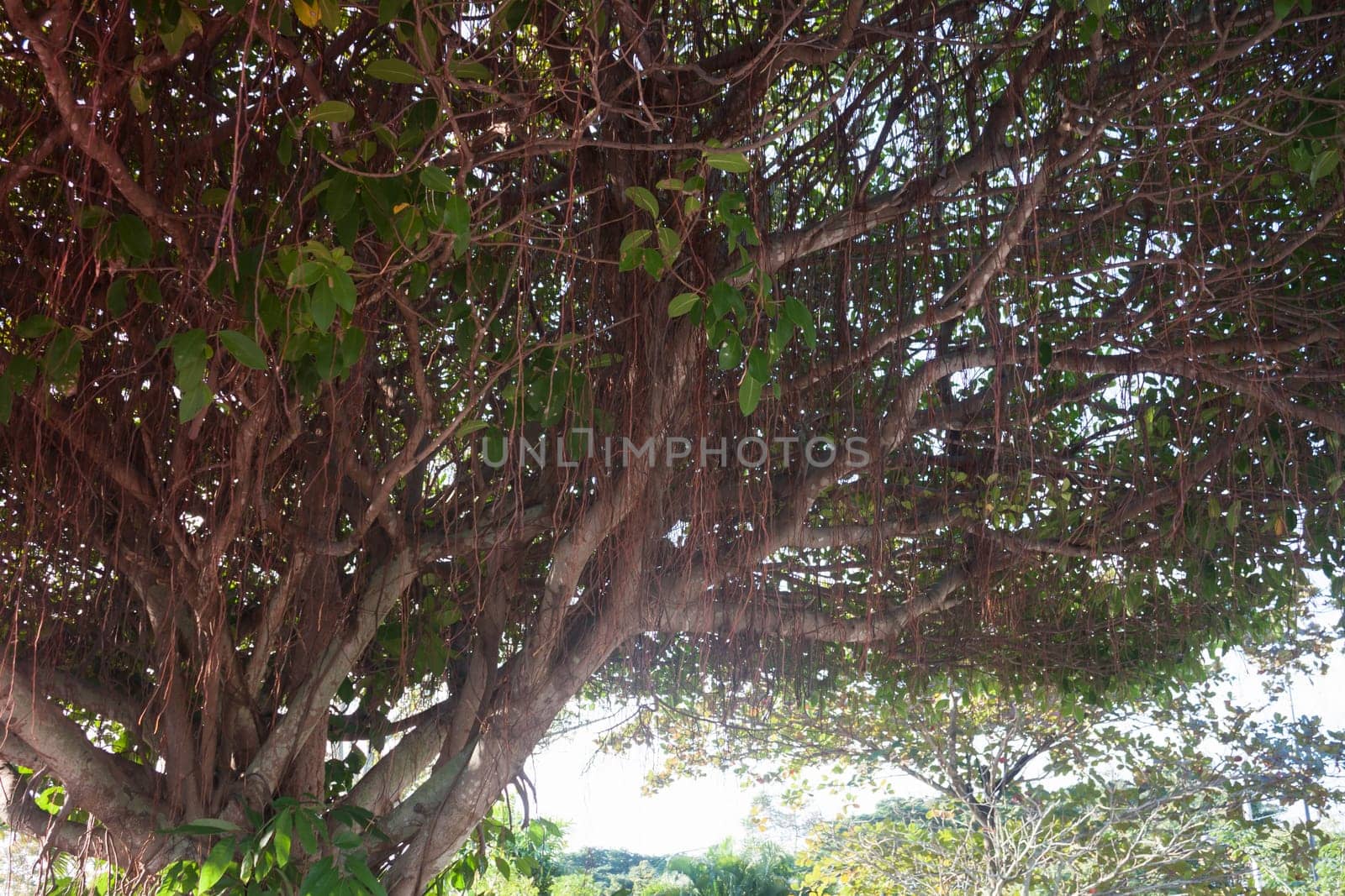 Big tree in green field, stock photo
