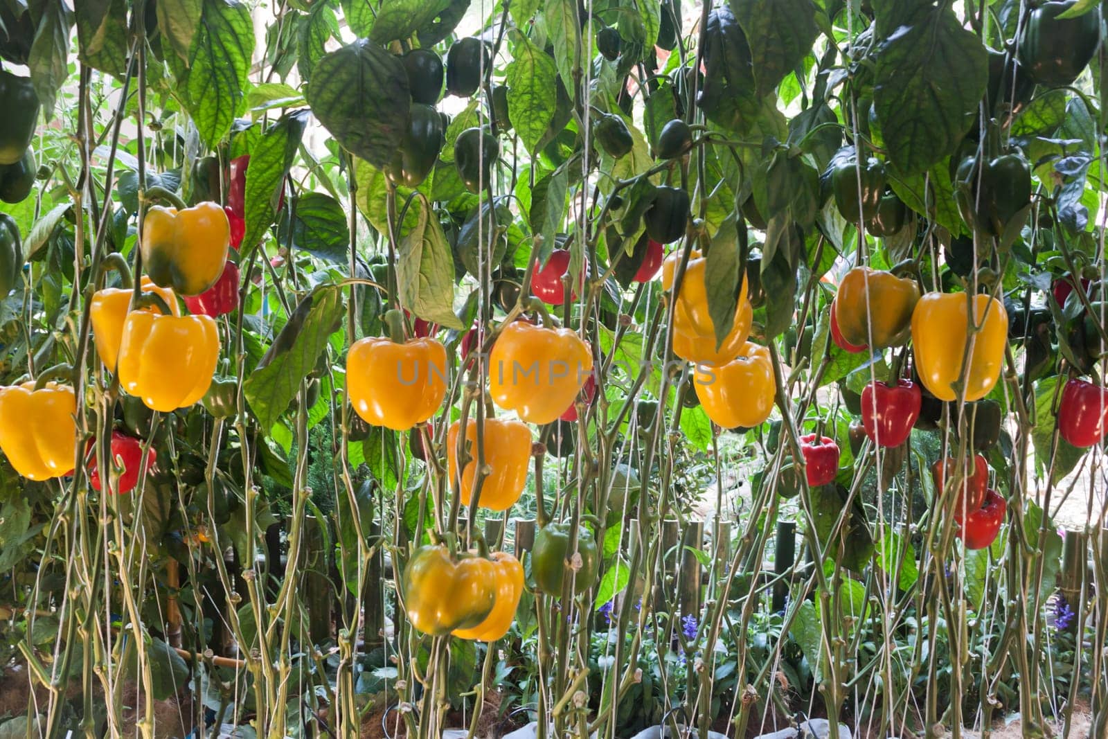 Yellow and red pepper capsicum on the pepper tree, stock photo