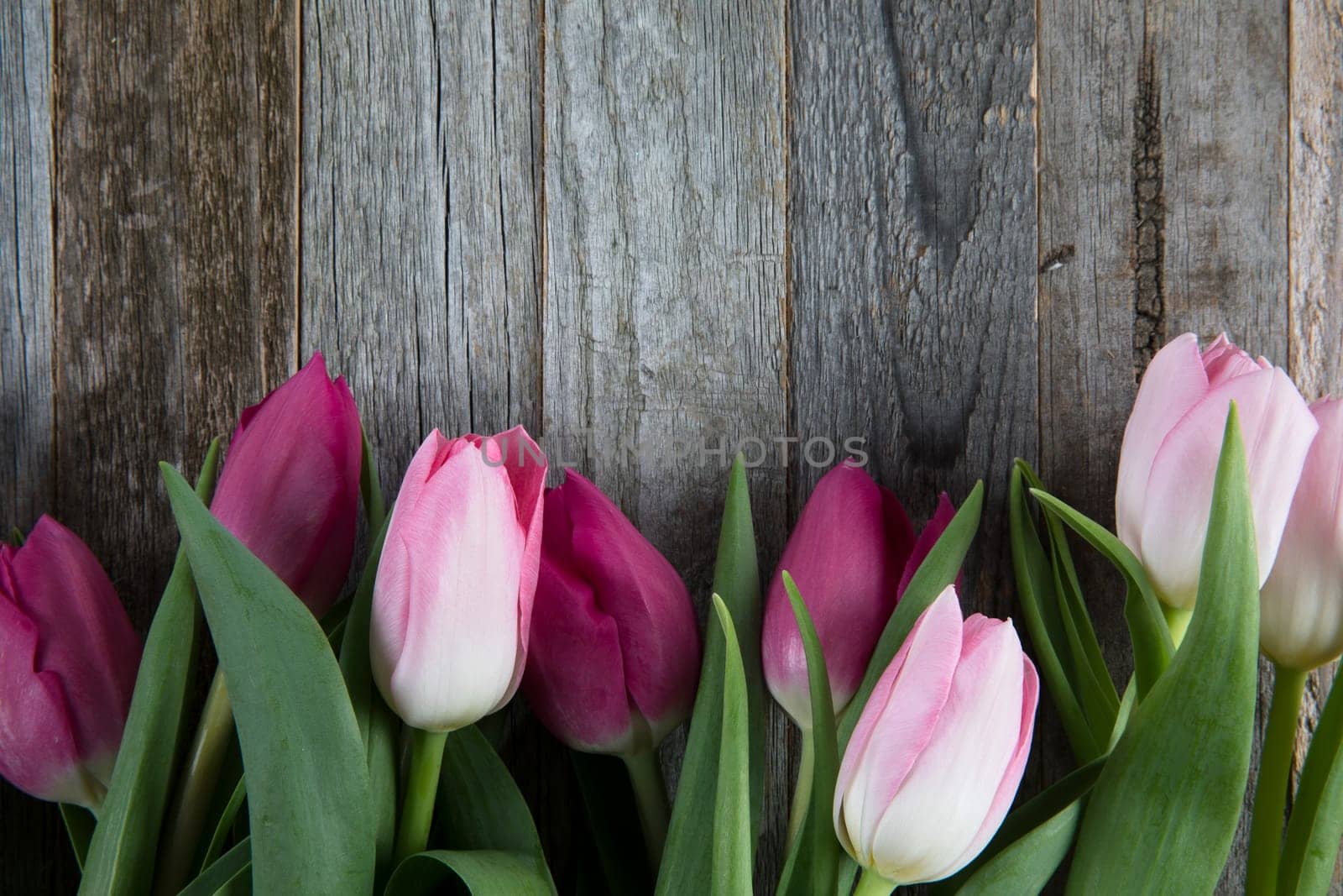 Pink and purple tulips on wooden background with copy space.
