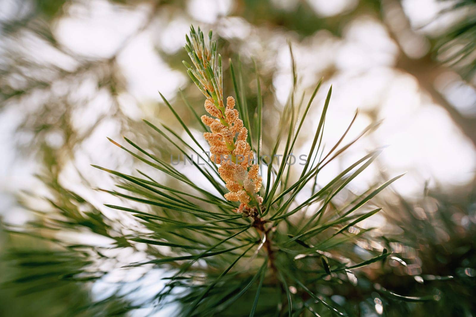 pine flower in spring in the sunlight, close-up