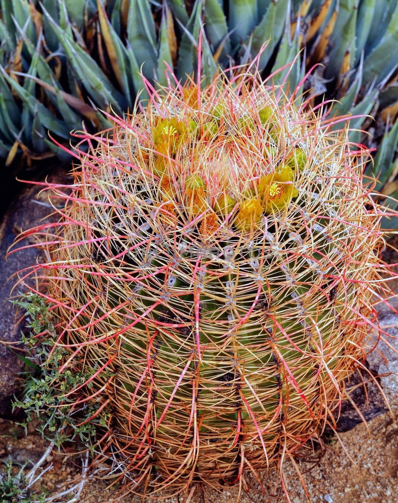Barrel Cactus in bloom