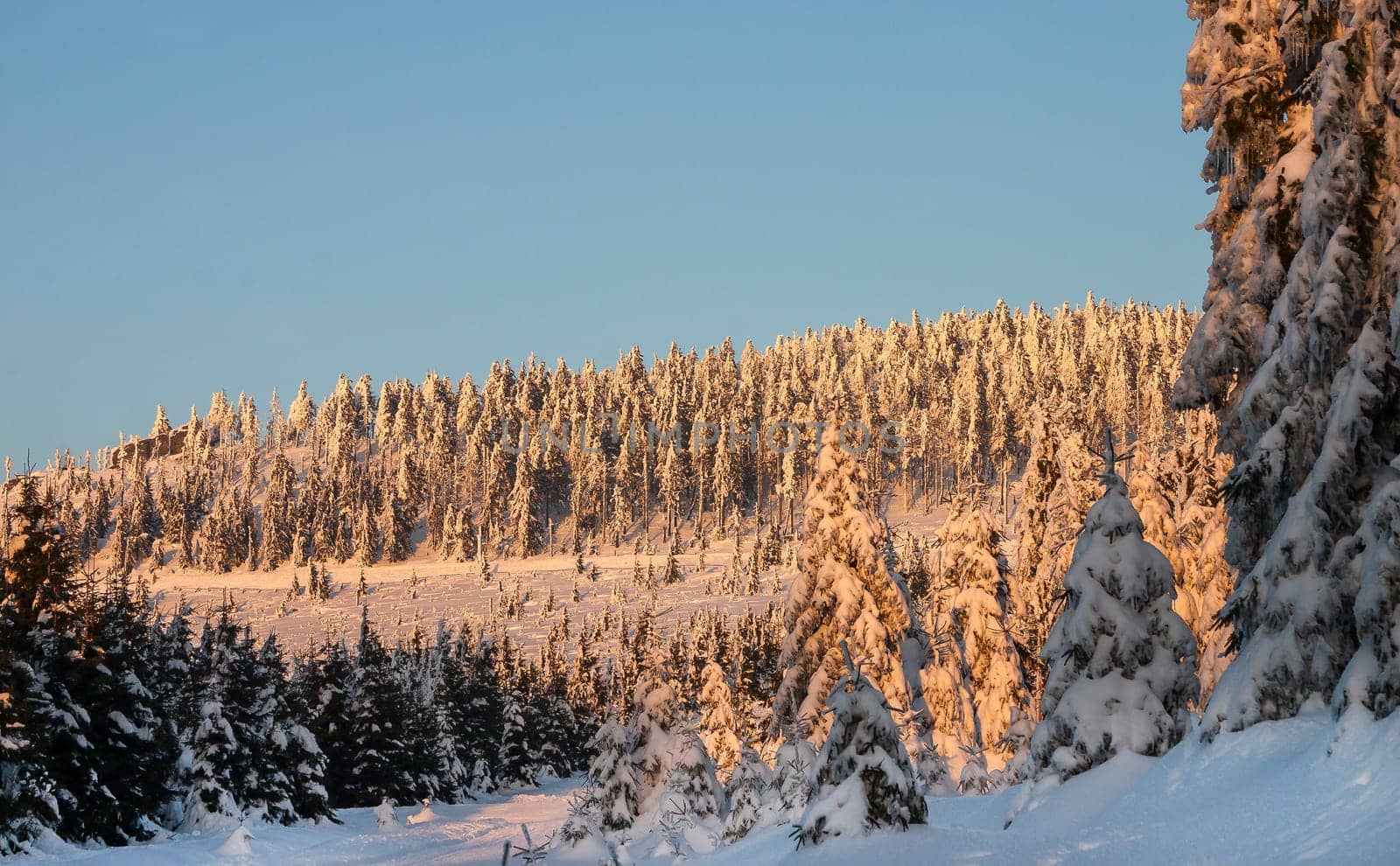 Resin in winter