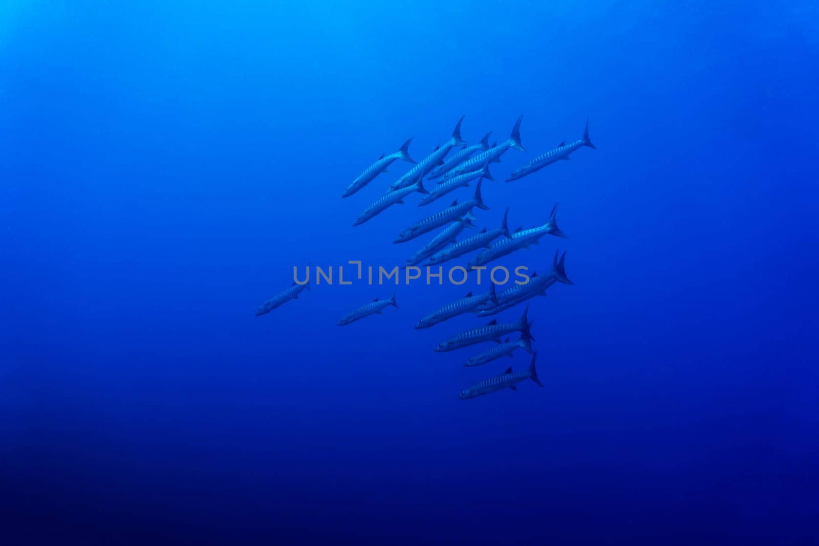 A school of Barracudas swimming in blue water