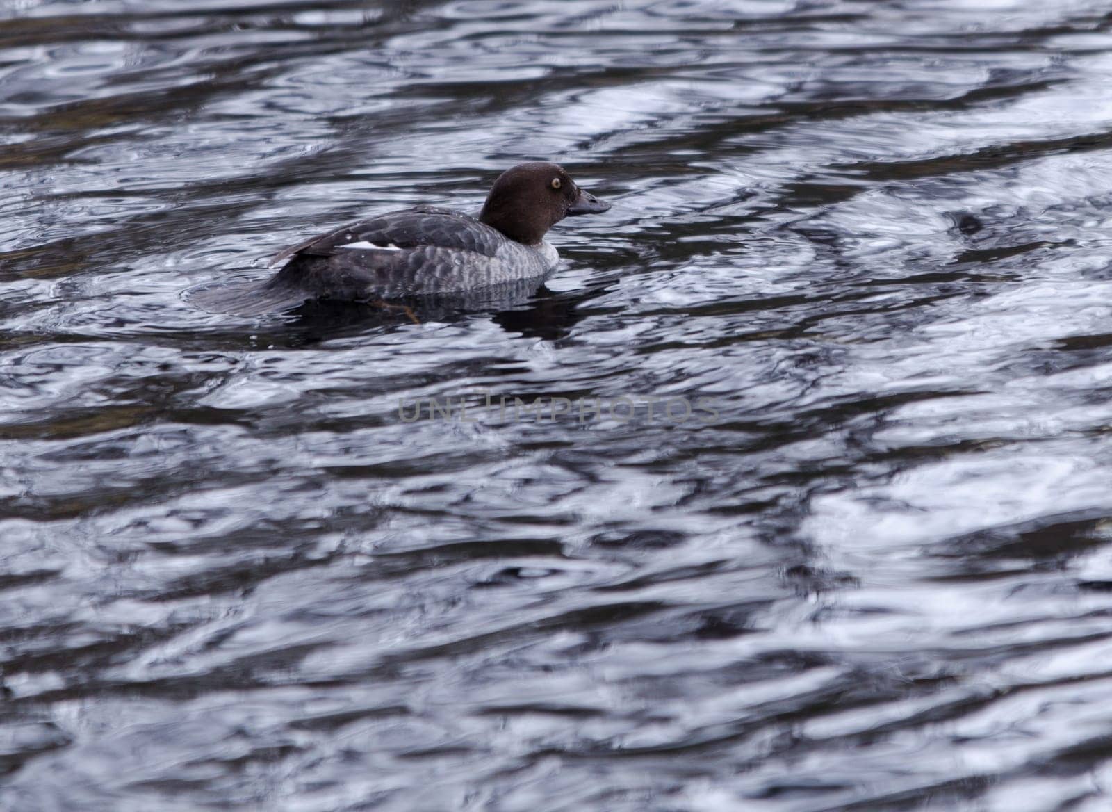 one lonely goldeneye female swim in the lake