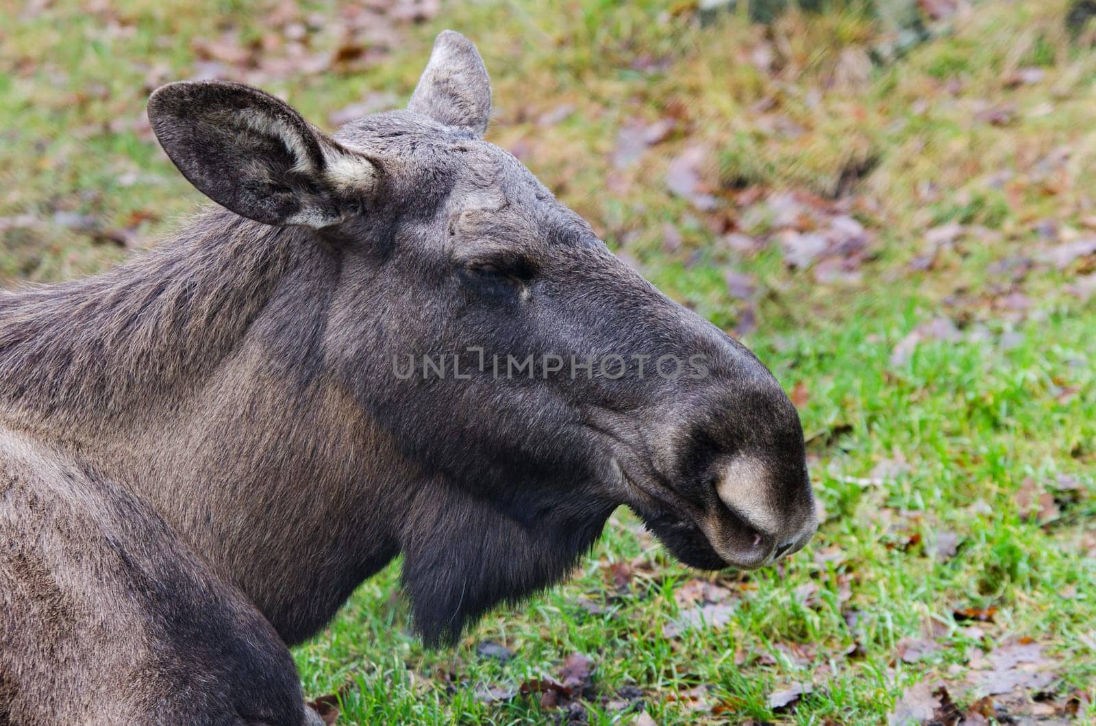 one big mosse lay on the grass and resting