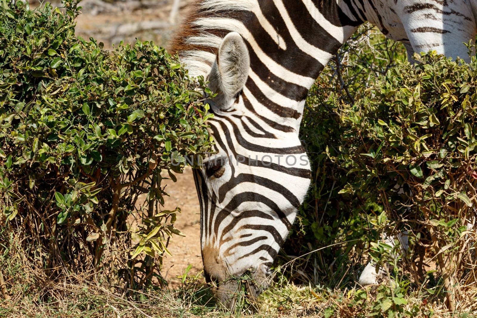 Burchells Zebra Eating Grass