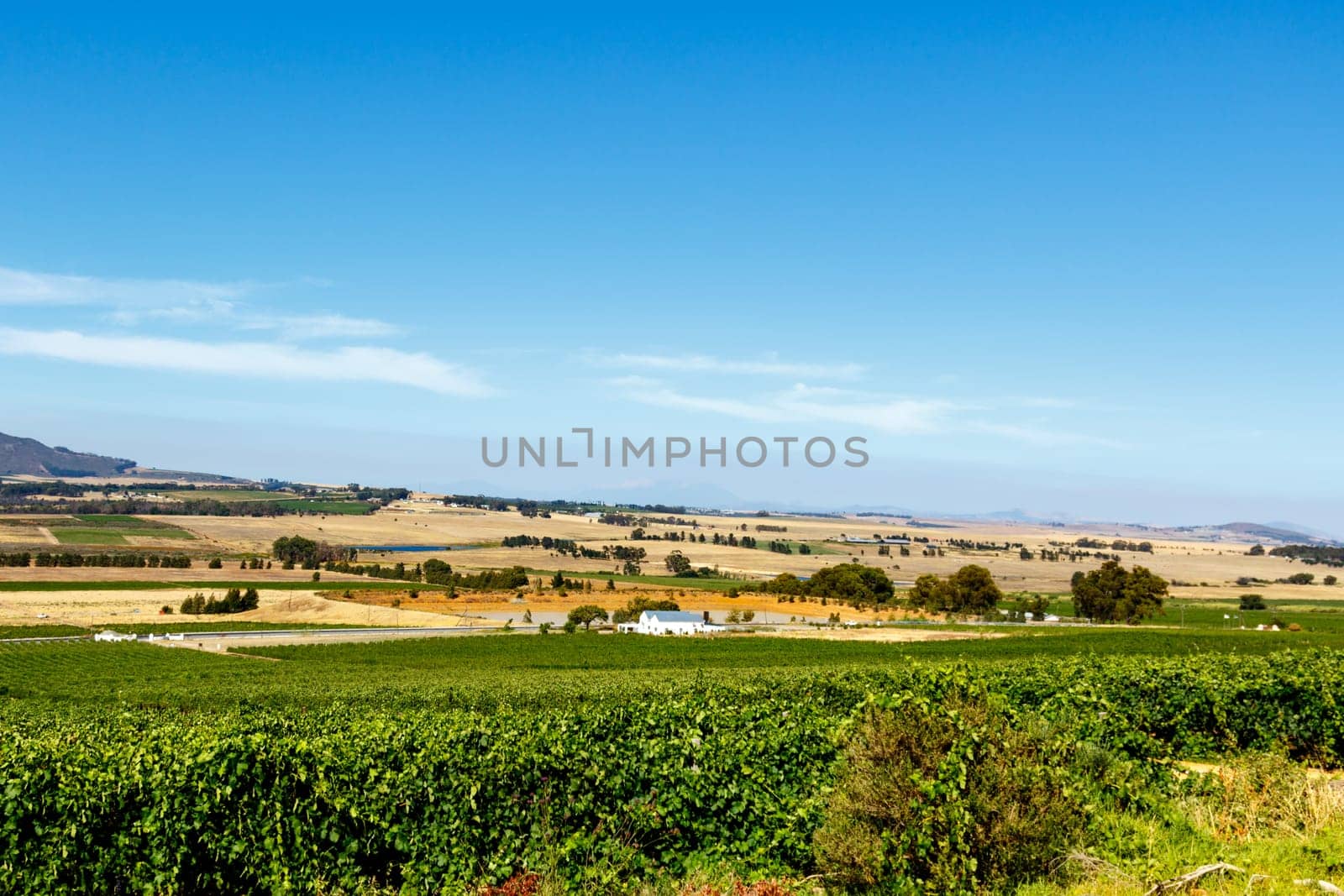 Citrus field with the mountain view in the background.