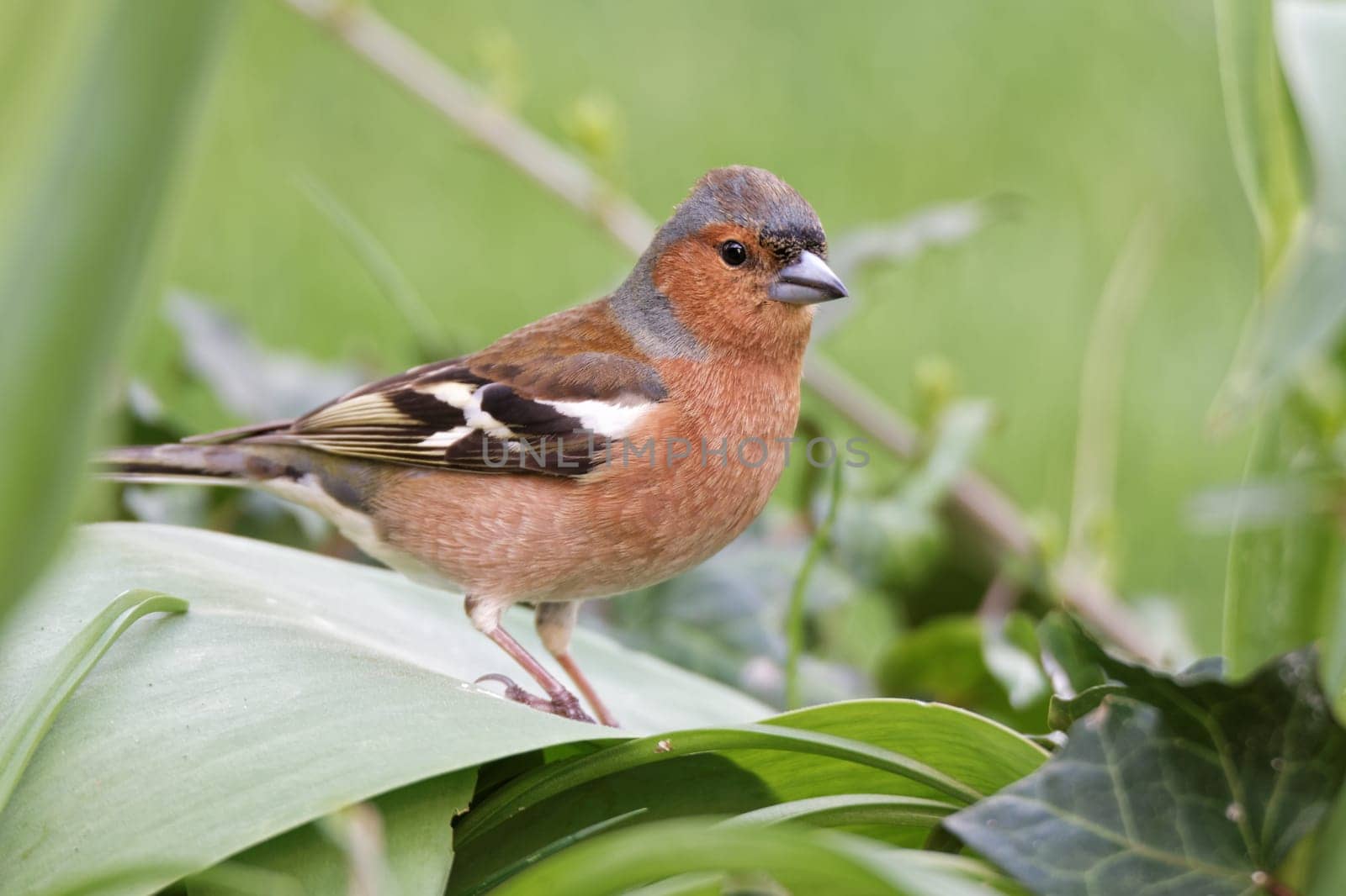 Chaffinch in the garden