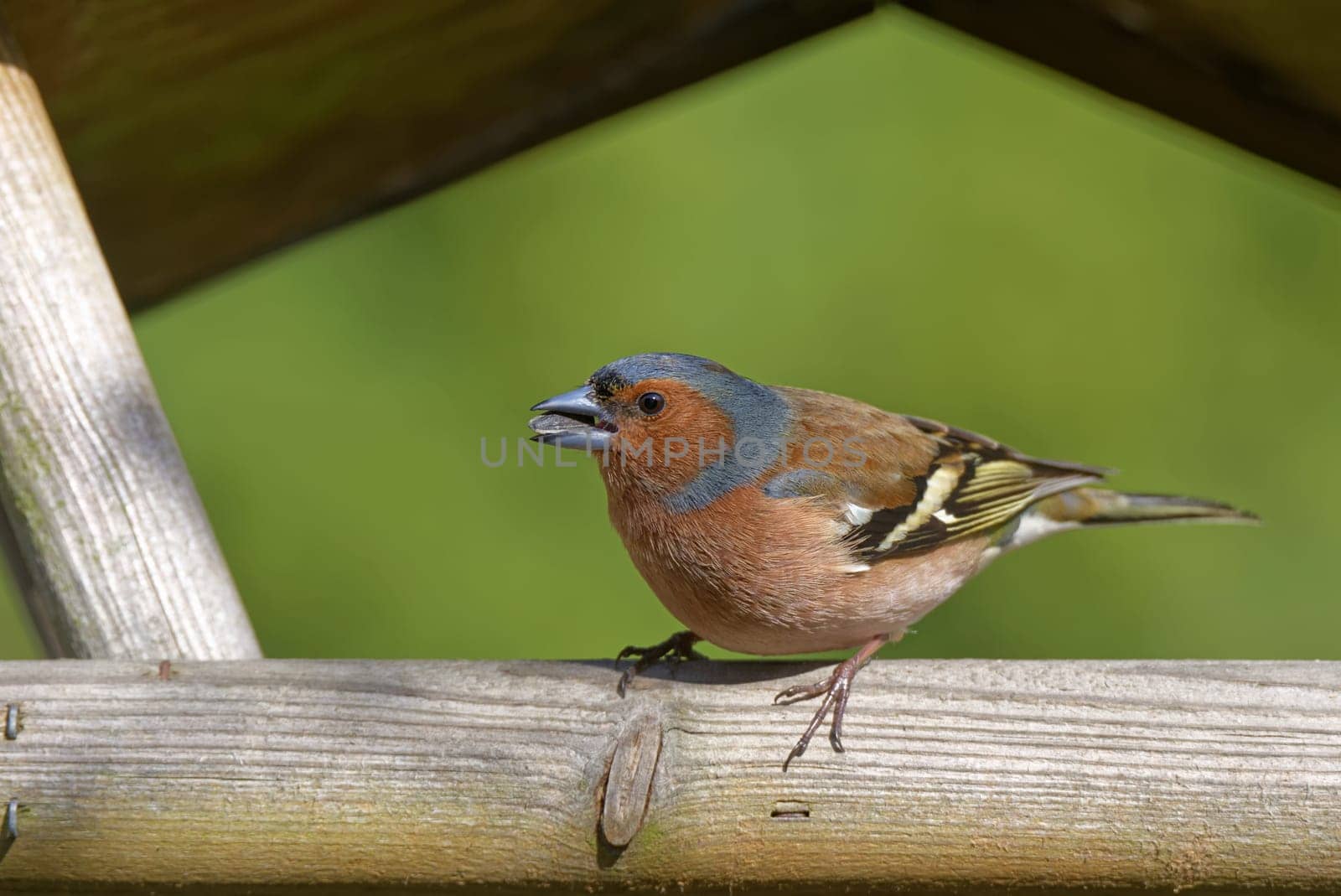Chaffinch in the birdhouse