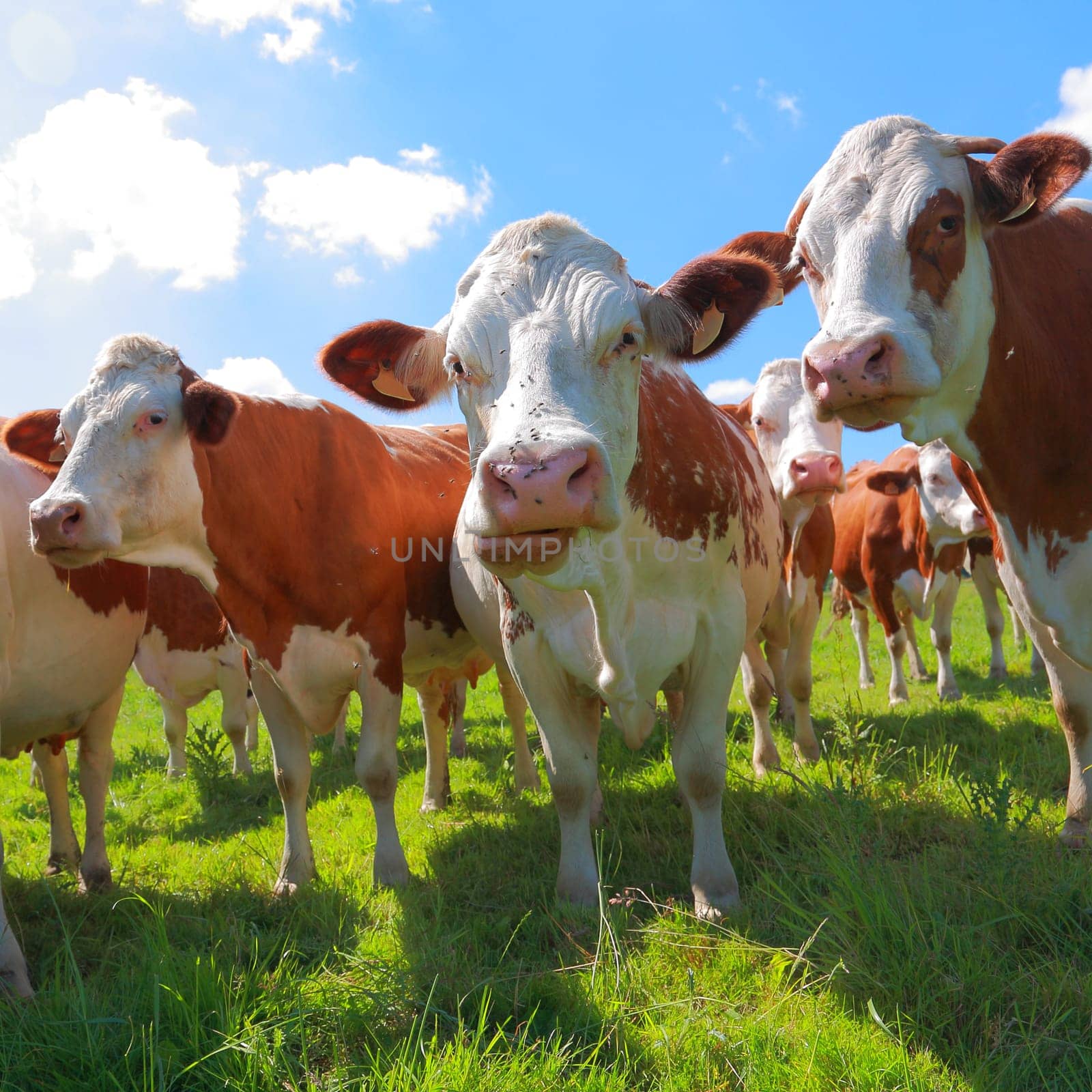 Montbeliarde cattle in the meadow
