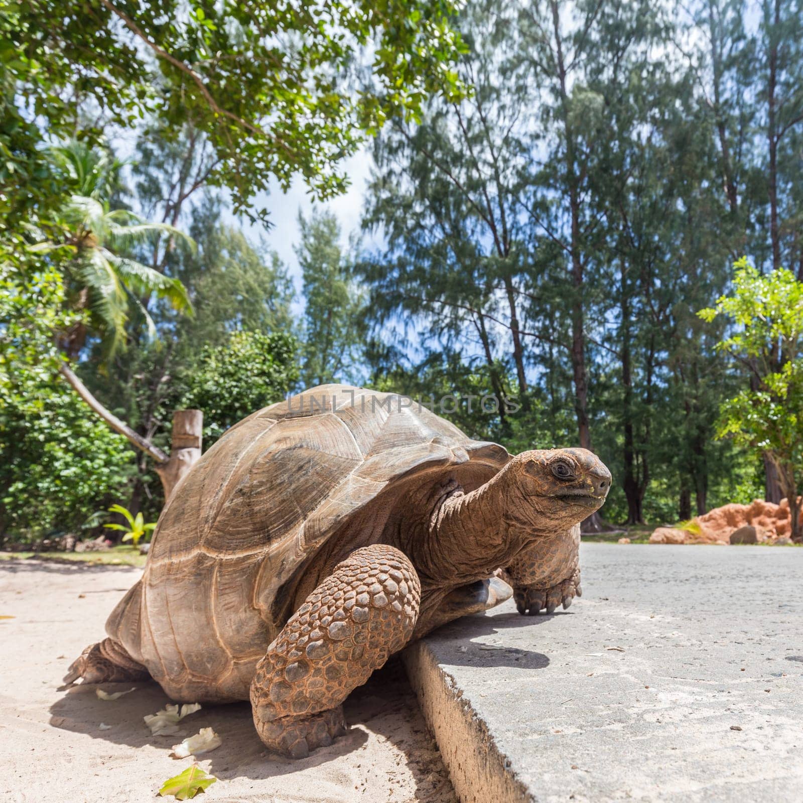 Big old Aldabra giant turtle, Aldabrachelys gigantea, crossing road on La Digue island, Seychelles.