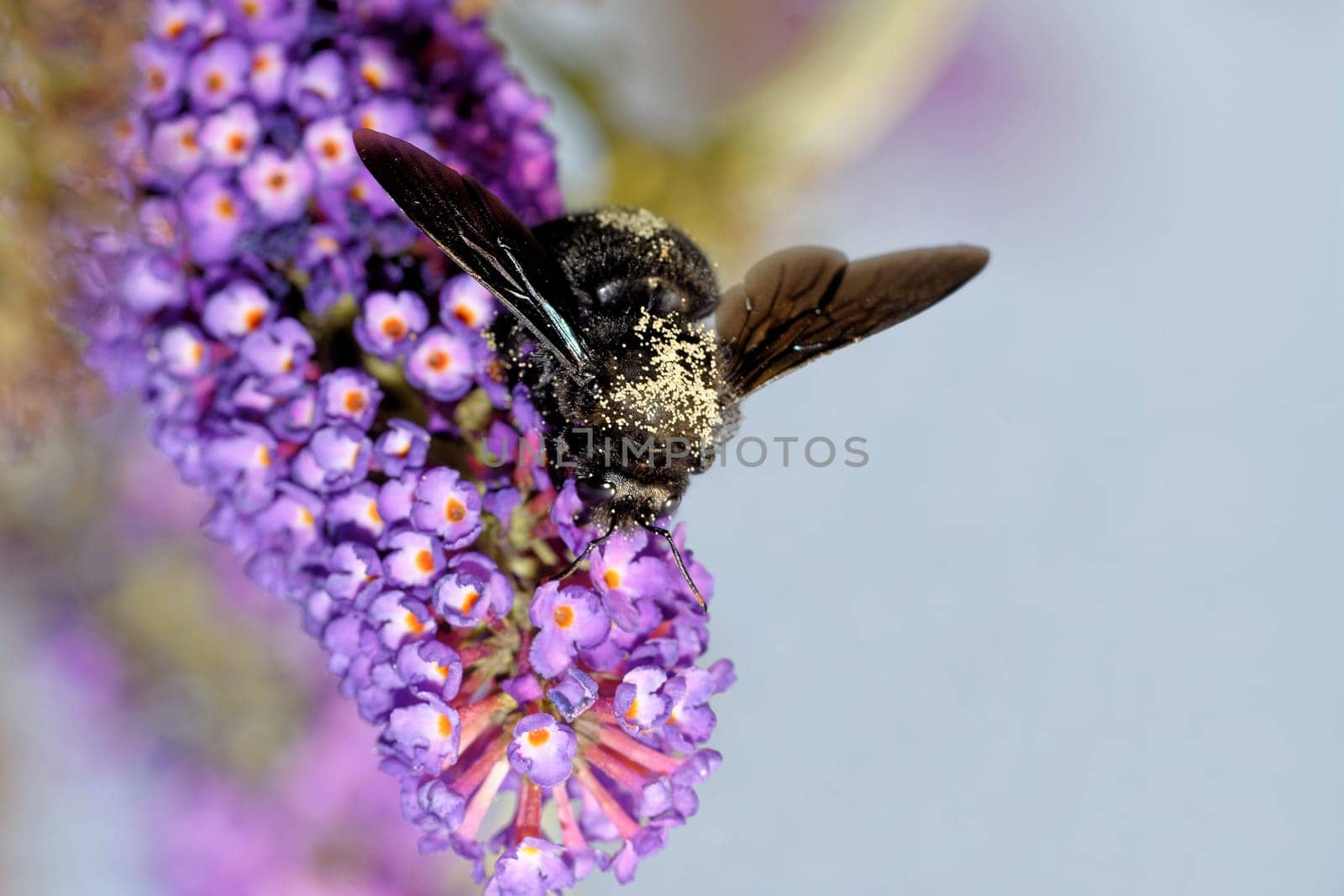 violet carpenter bee