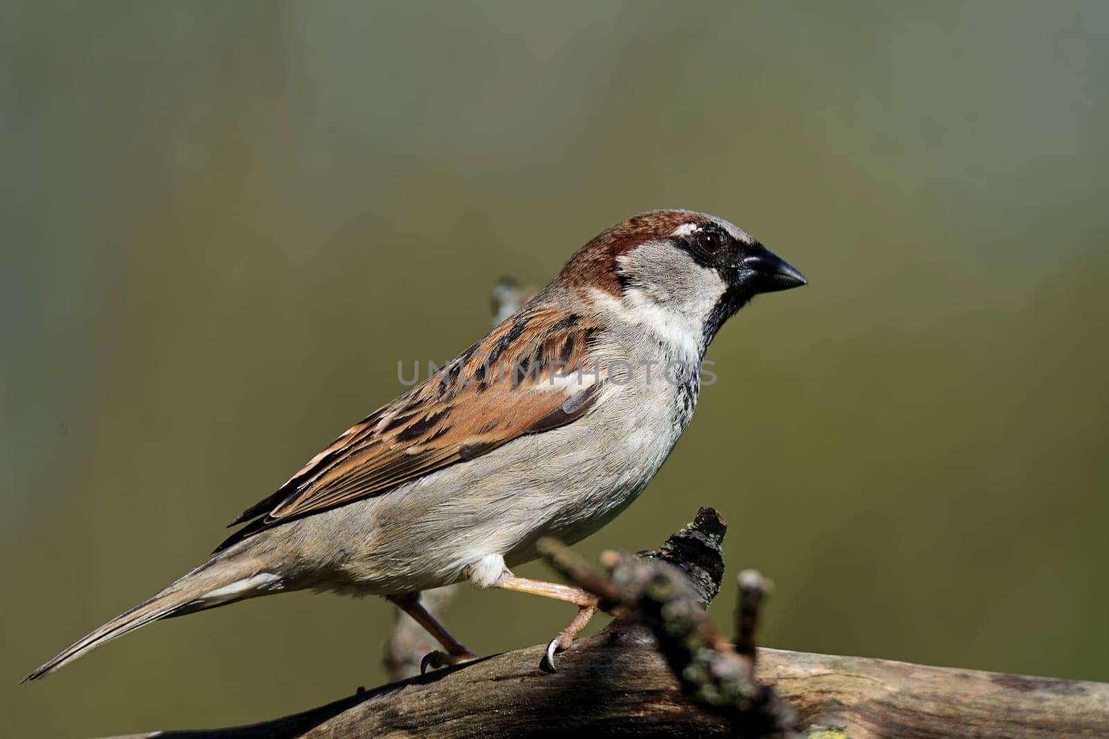House sparrow on a branch