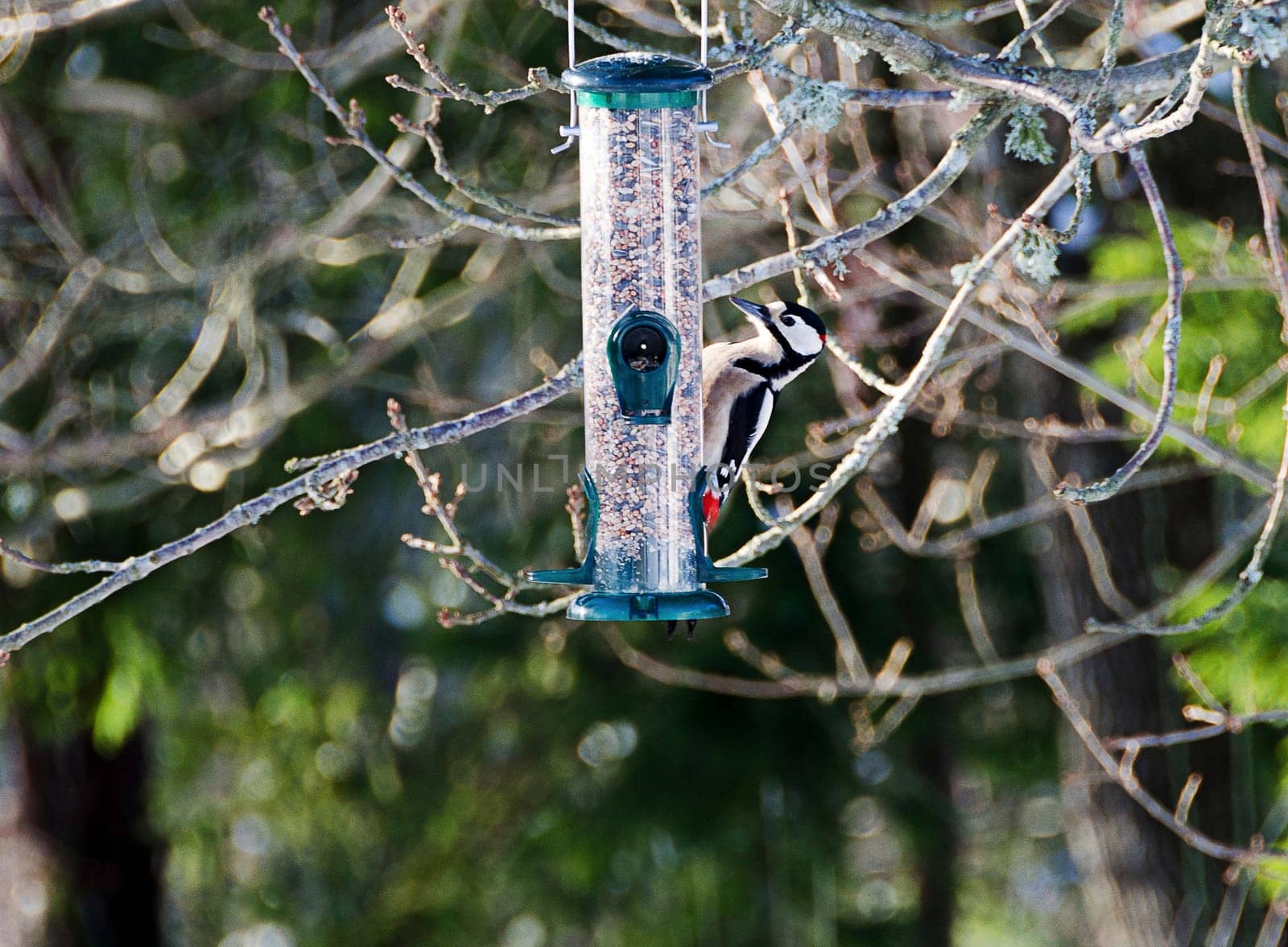 feeding woodpecker visiting the garden