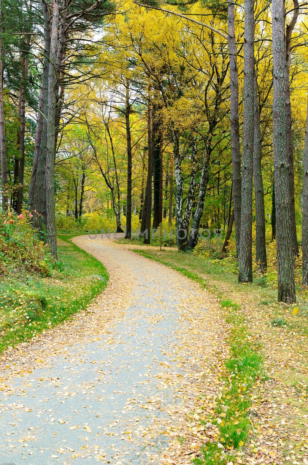 one little road to the water with a lot of three and buitiful leaf in the autumn