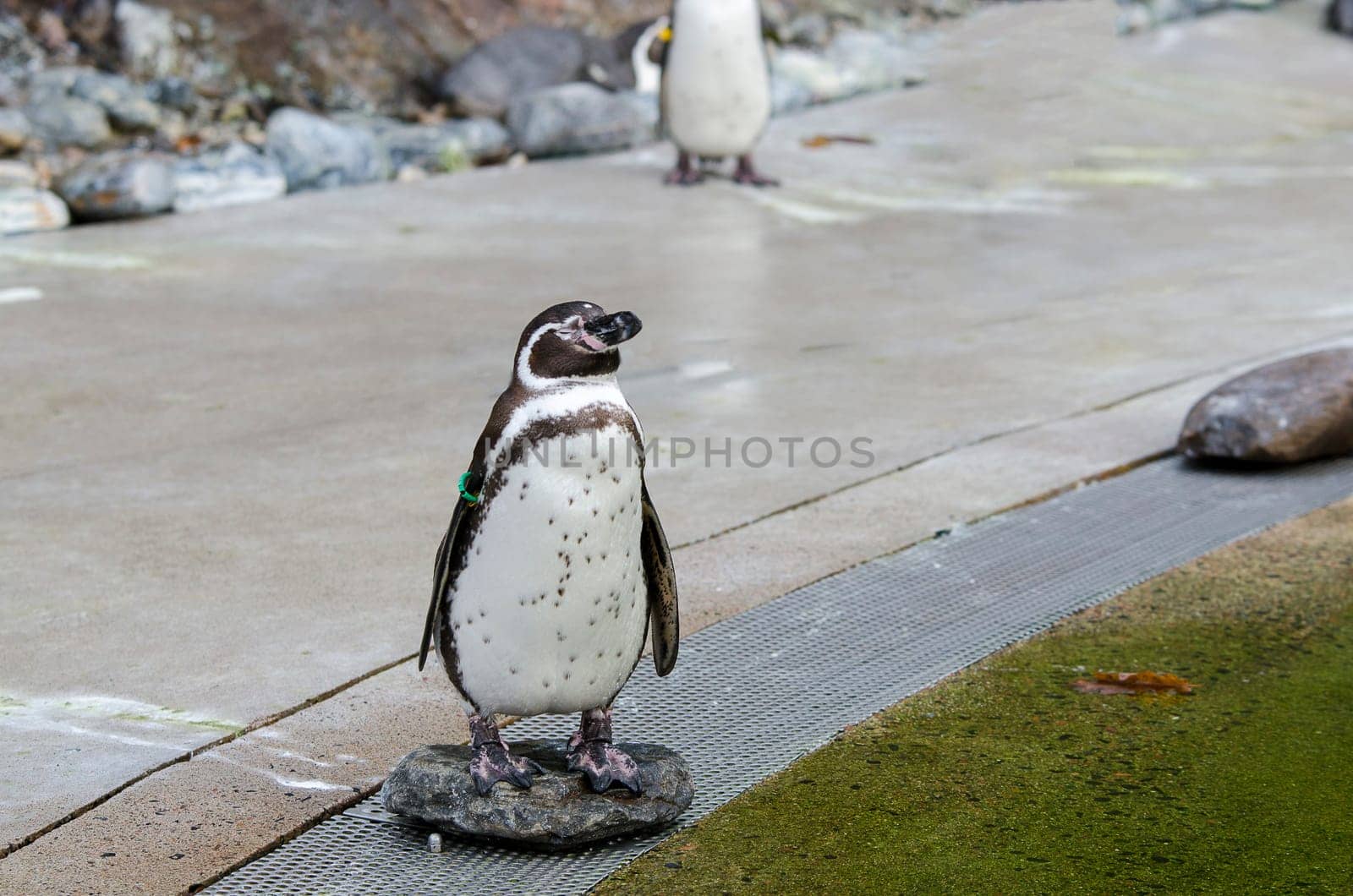 one little penguin stand on the stone and watching out