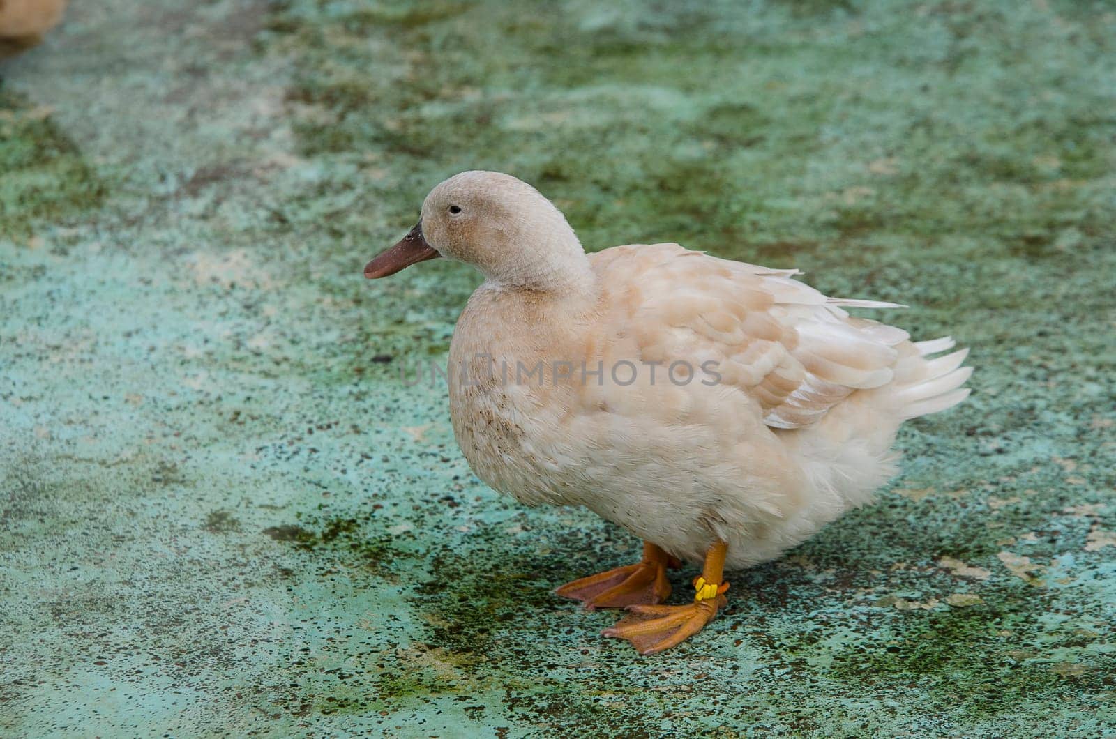 one swedish yellow duck alone and watching for the water