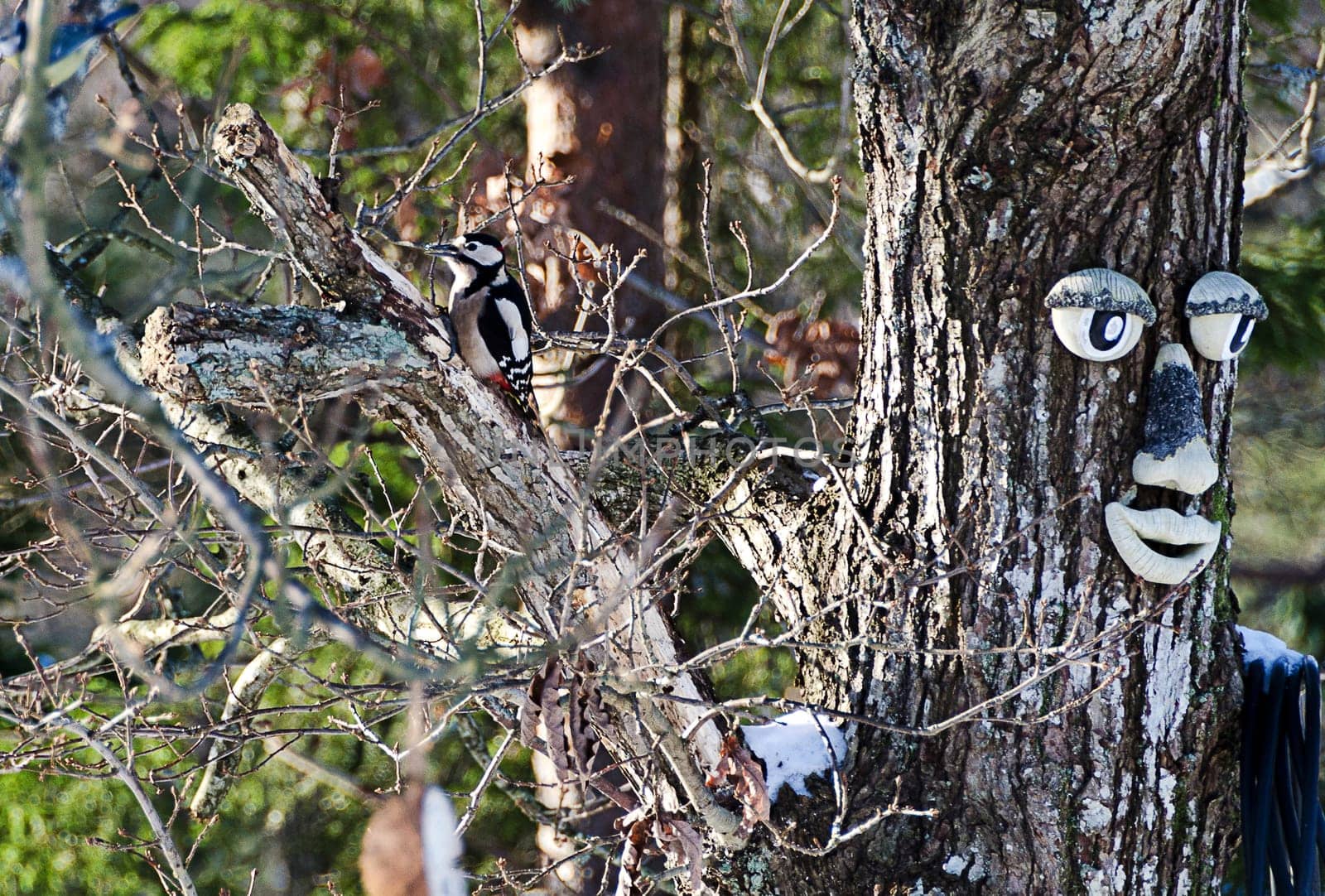 Woodpecker in the tree with an old man
