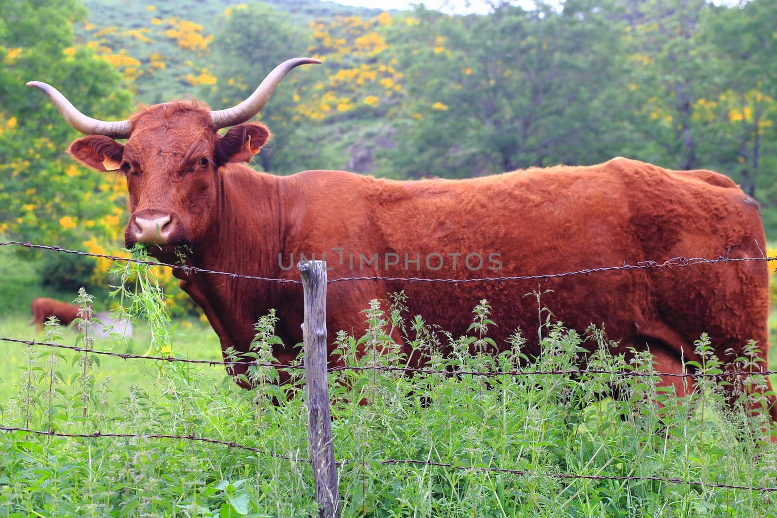 Salers cow in the pasture