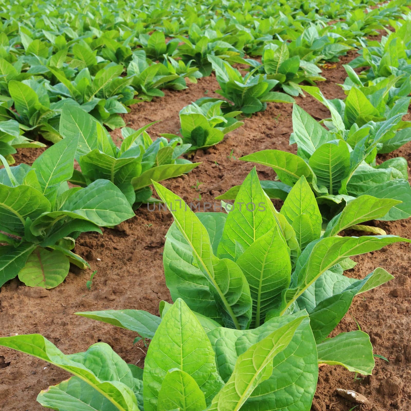 Tobacco plantation in a field