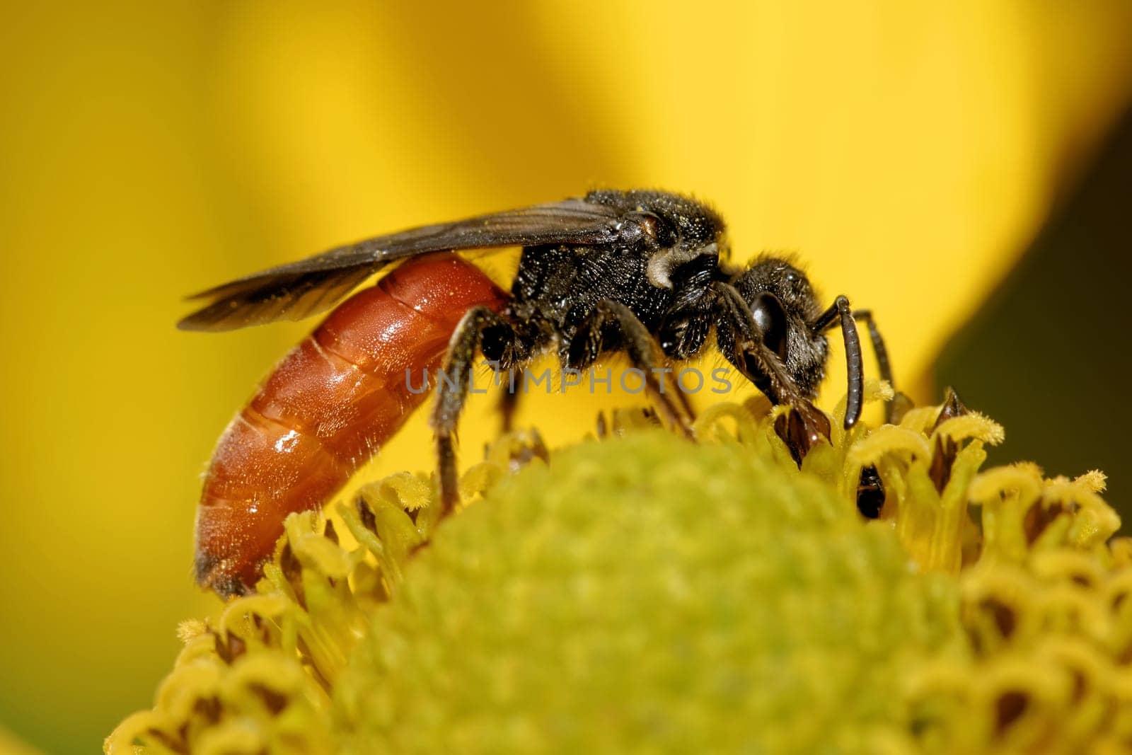 Large blood bee