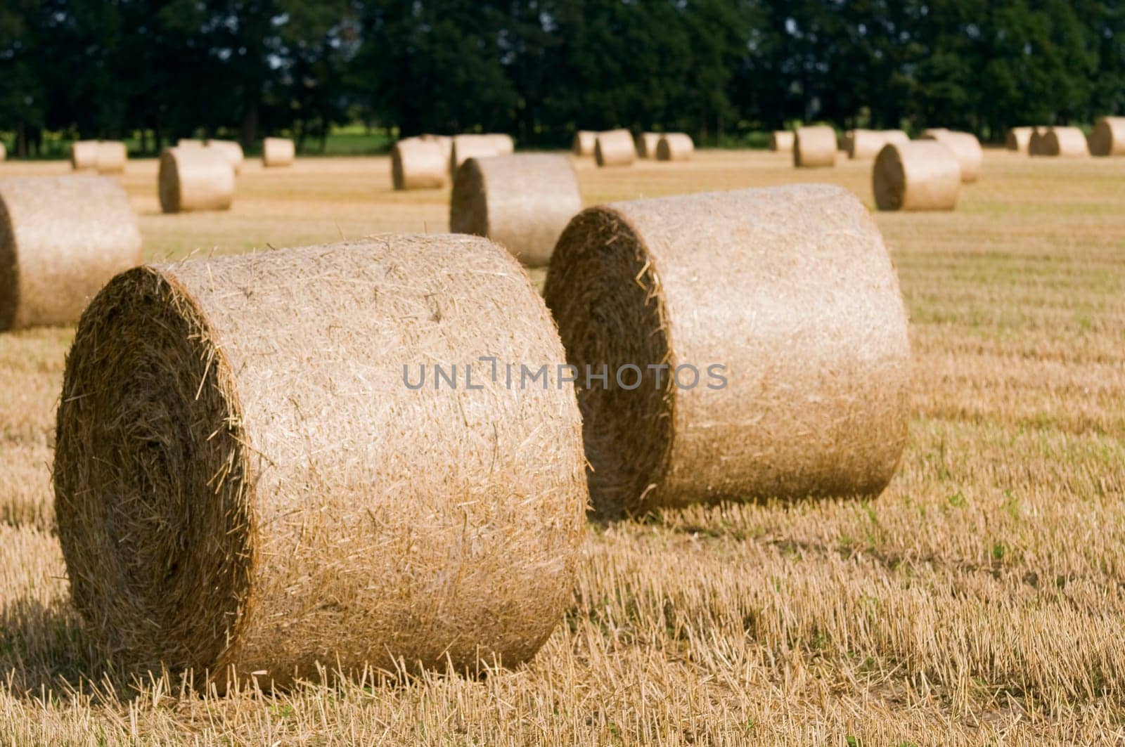 Wide-angled view of a stubble field with round straw bales in summery blue skies with small fair-weather clouds.