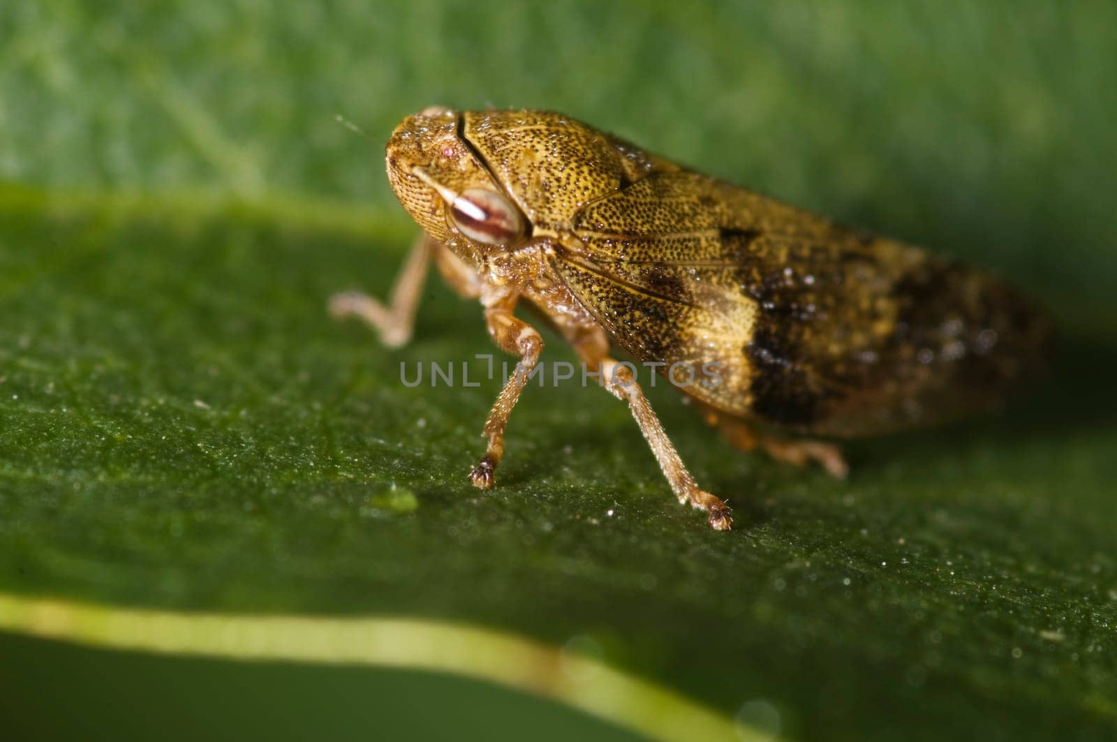 Full-body close-up of a tree crp (Allygus modestus) sitting on a green leaf.