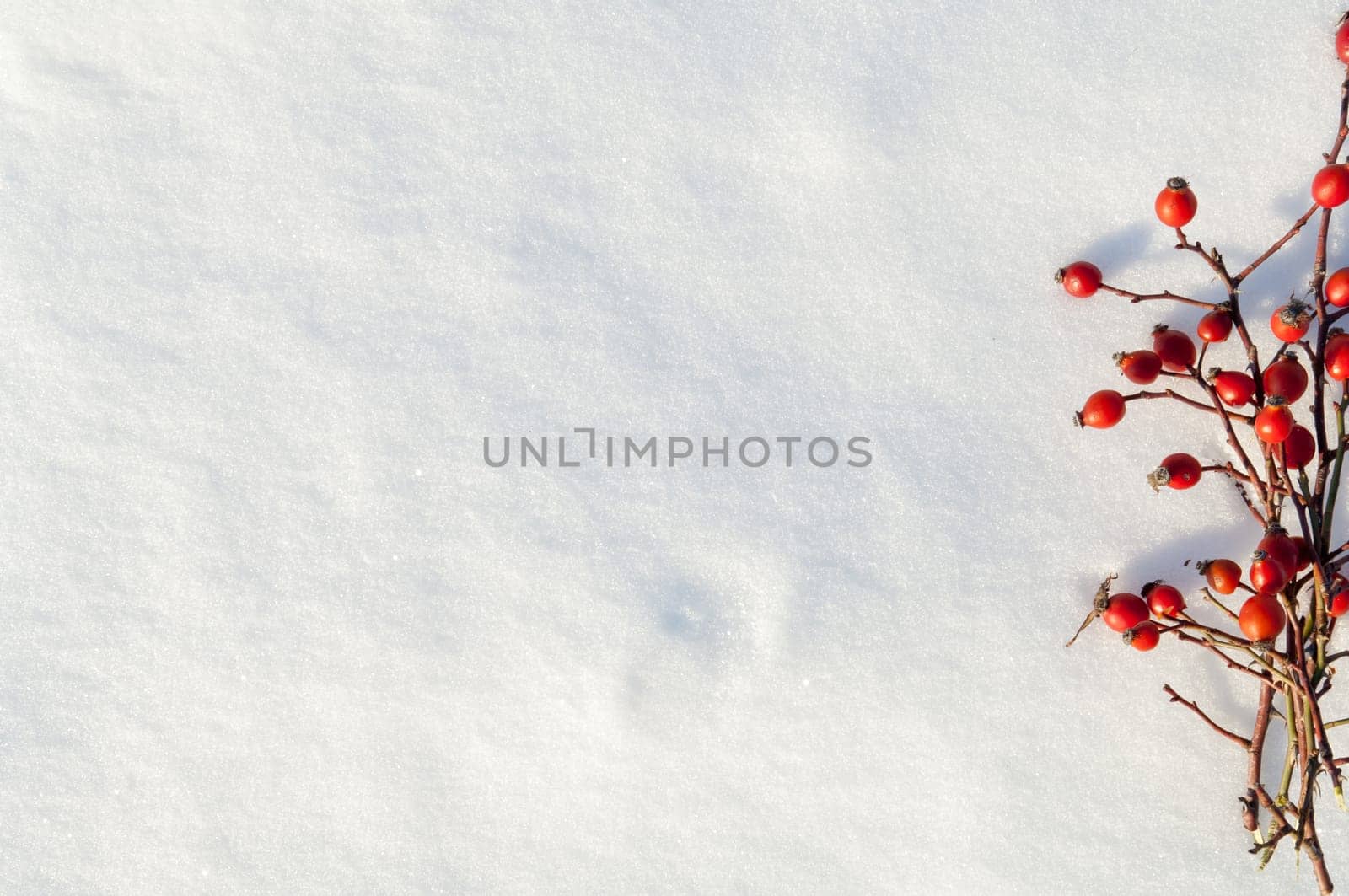 Winter snow background decorated with rose hip berries arranged red berries on snow