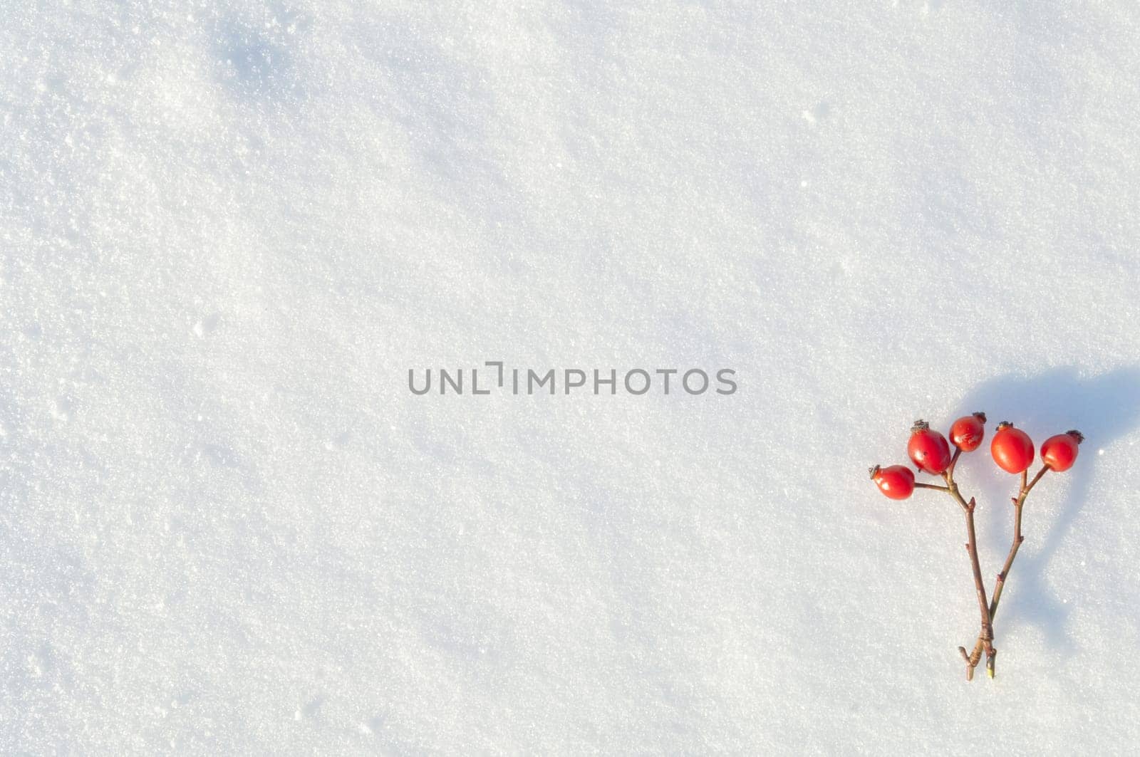 Winter snow background decorated with rose hip berries arranged red berries on snow